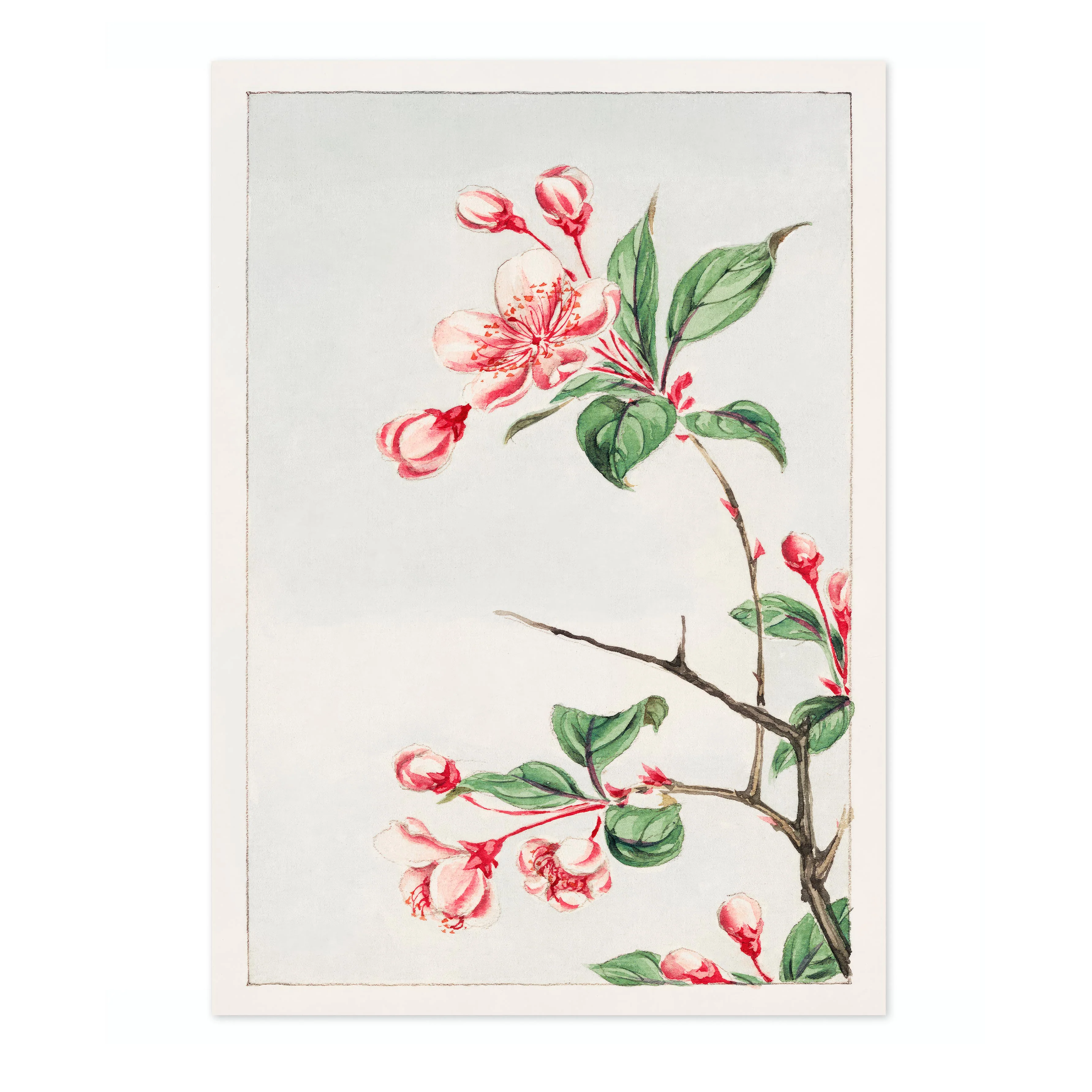 Spectabilis - Image 4