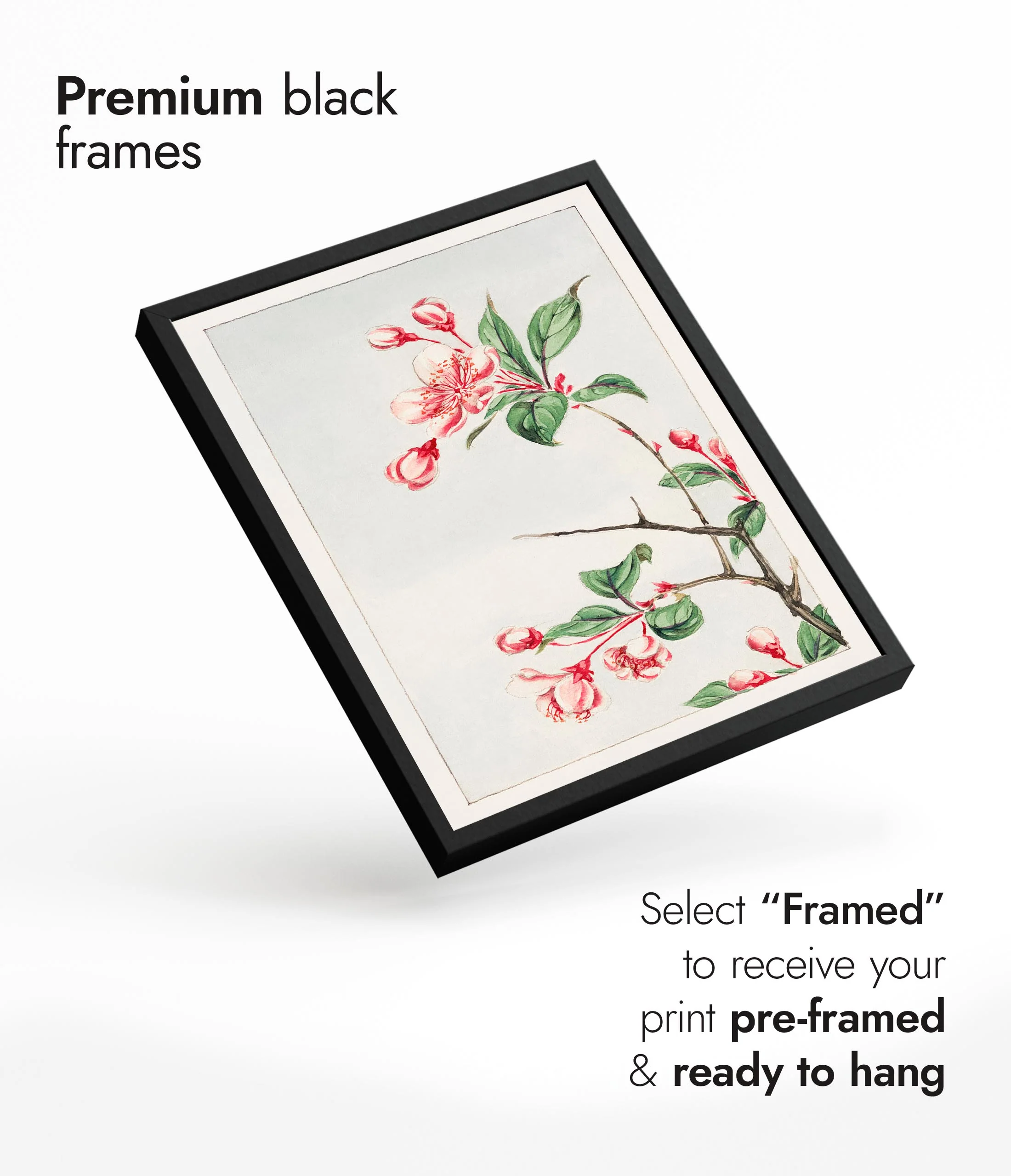 Spectabilis - Image 7