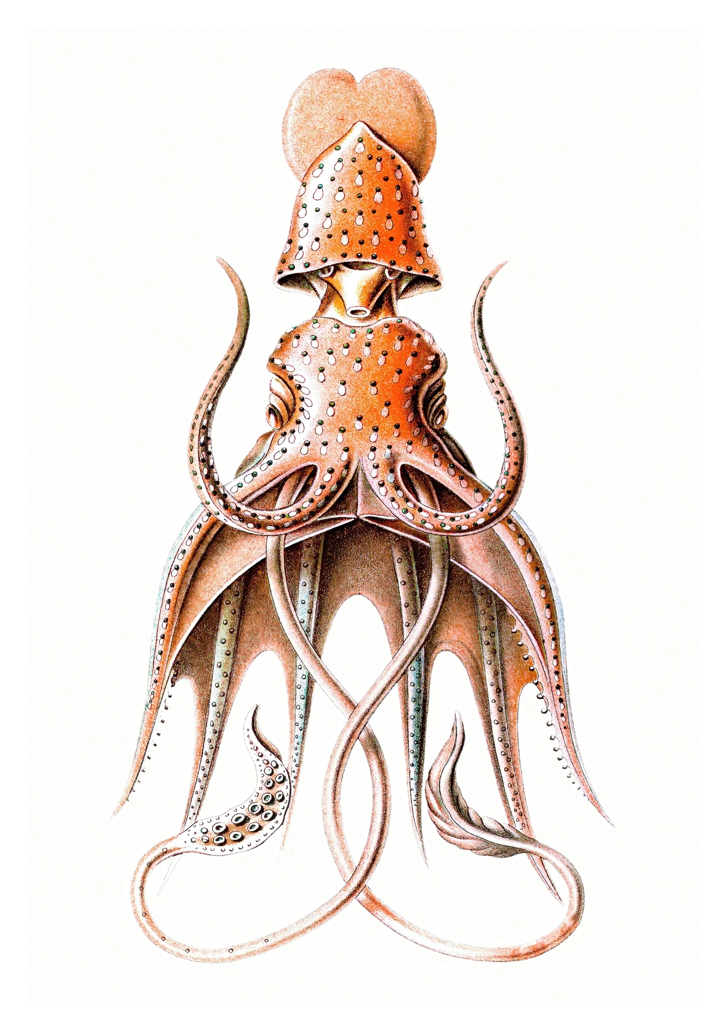 Squid