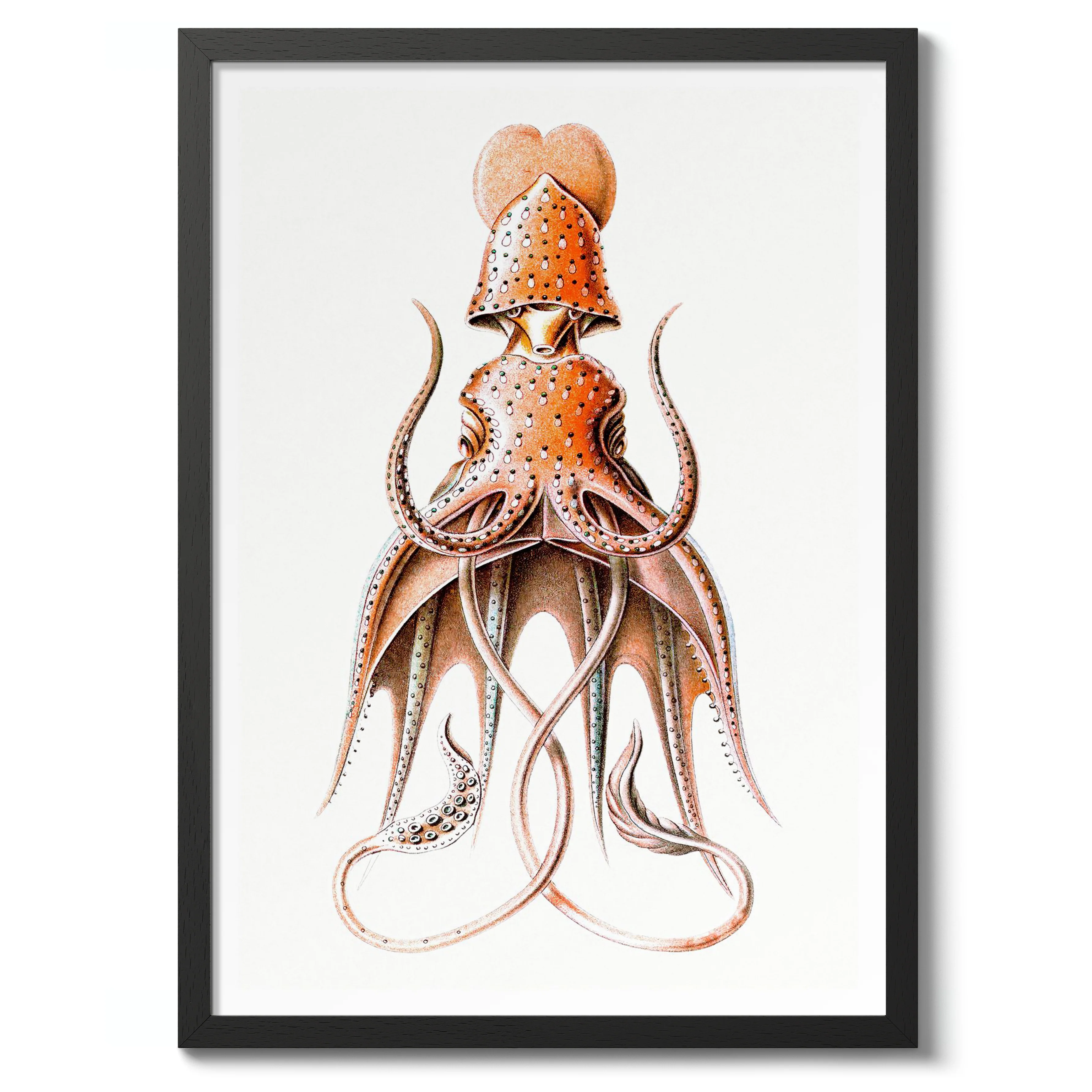 Squid - Image 2