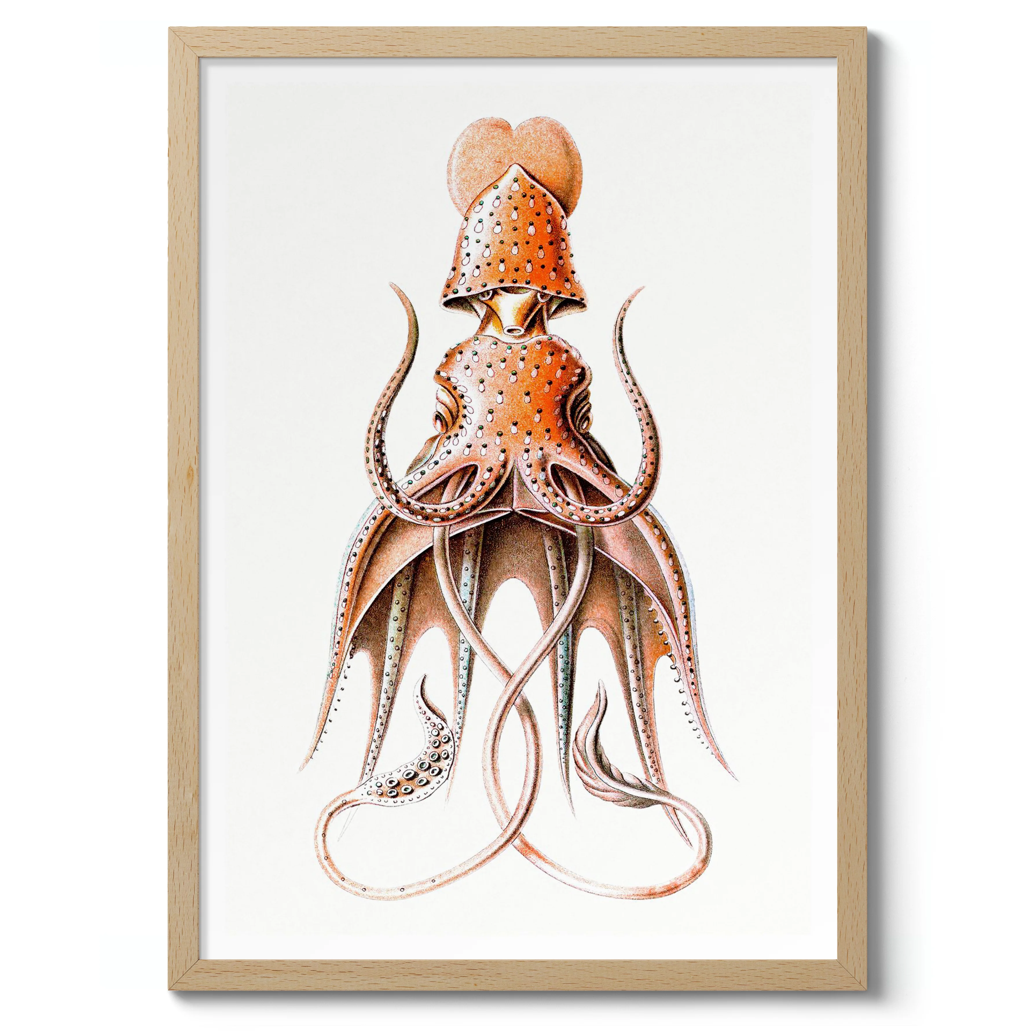 Squid - Image 3