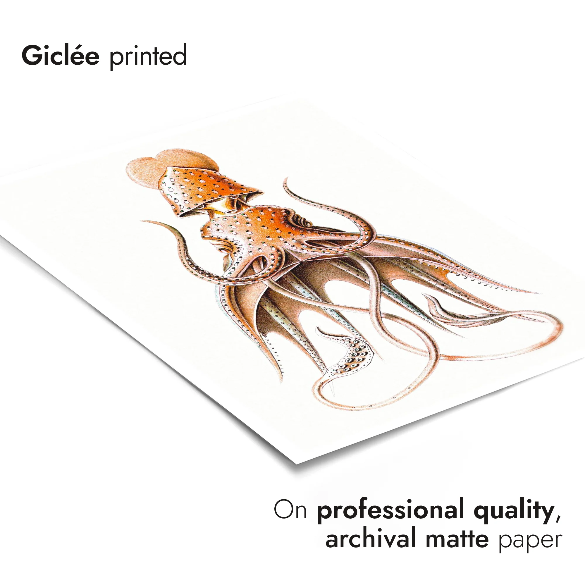 Squid - Image 6