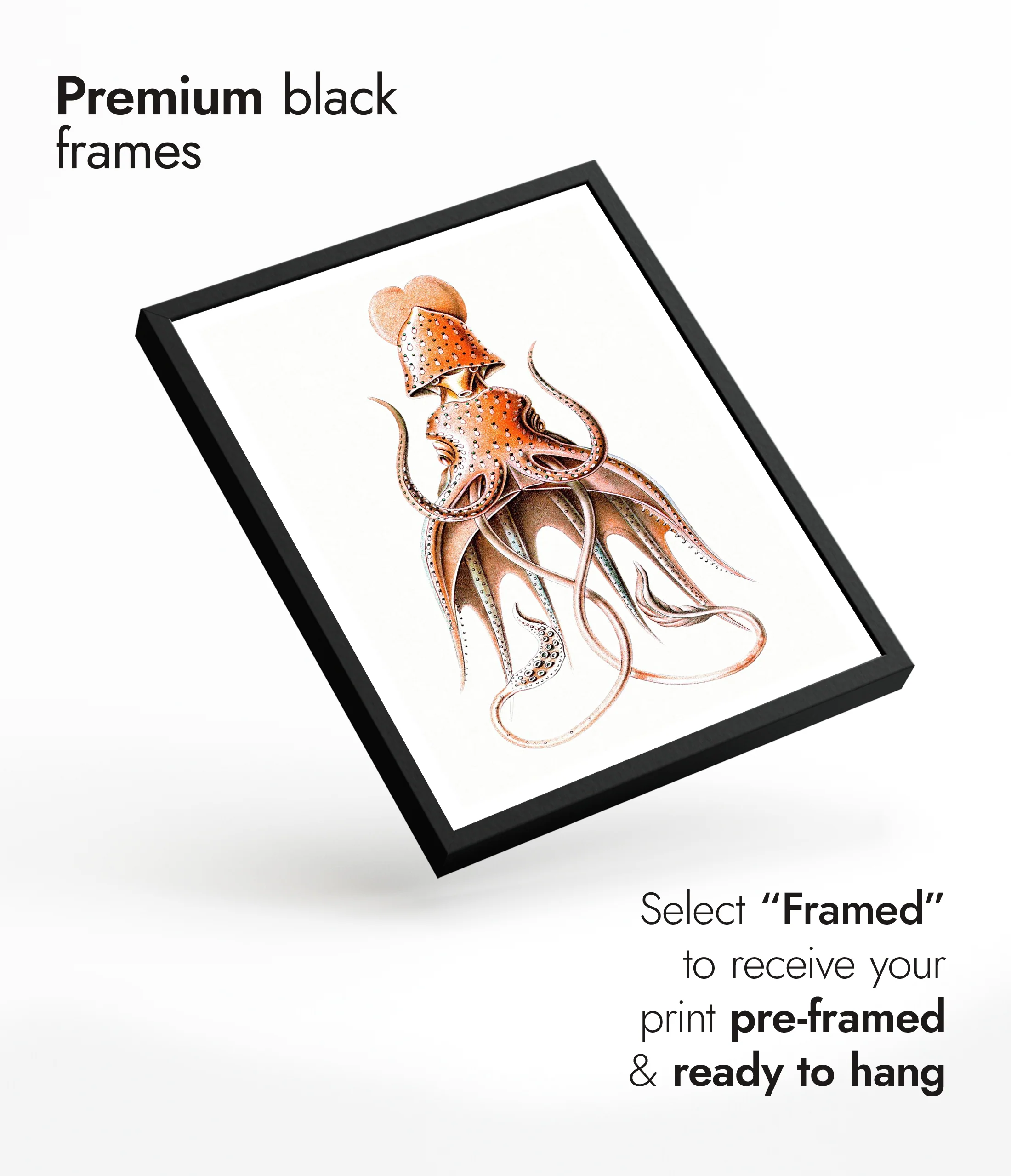 Squid - Image 7