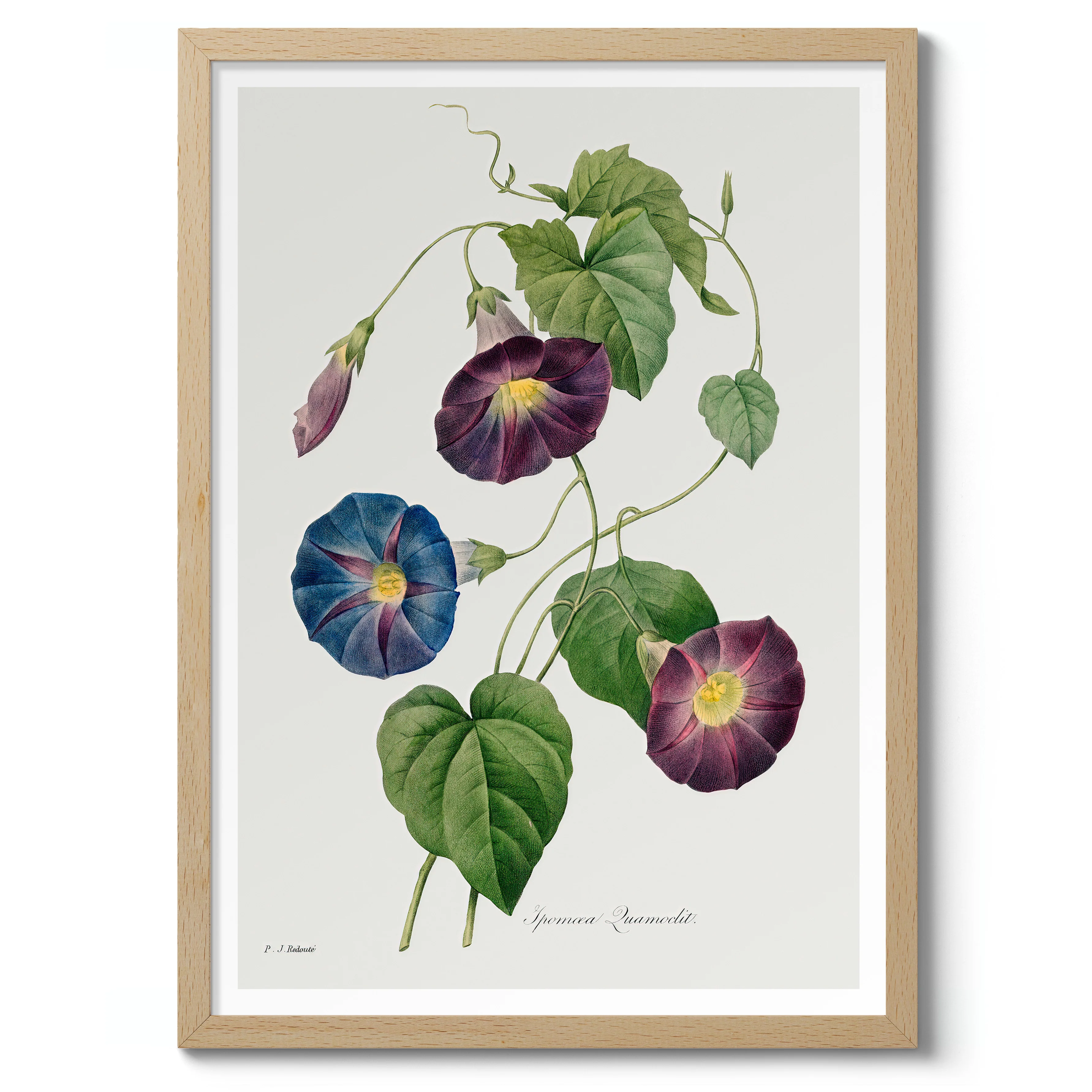 Star Glory Flower - Image 3