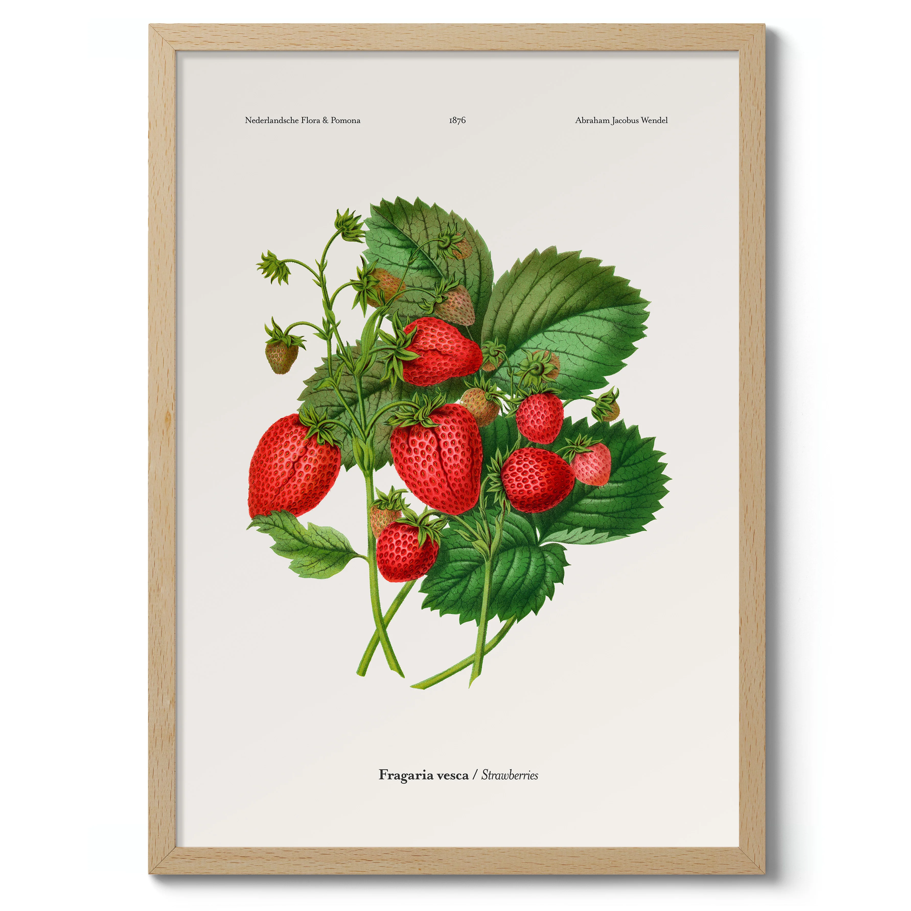 Strawberries - Image 3