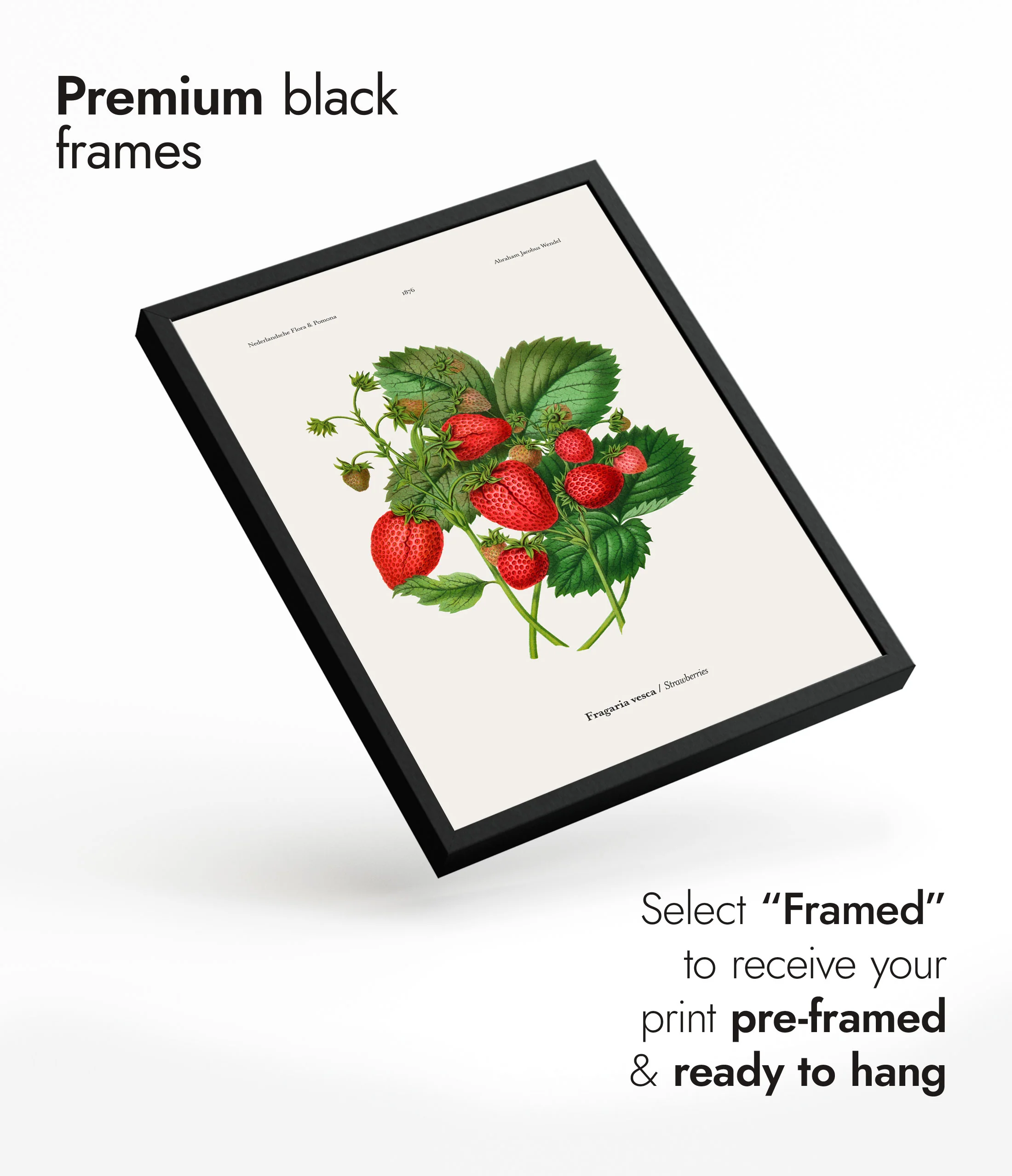 Strawberries - Image 7