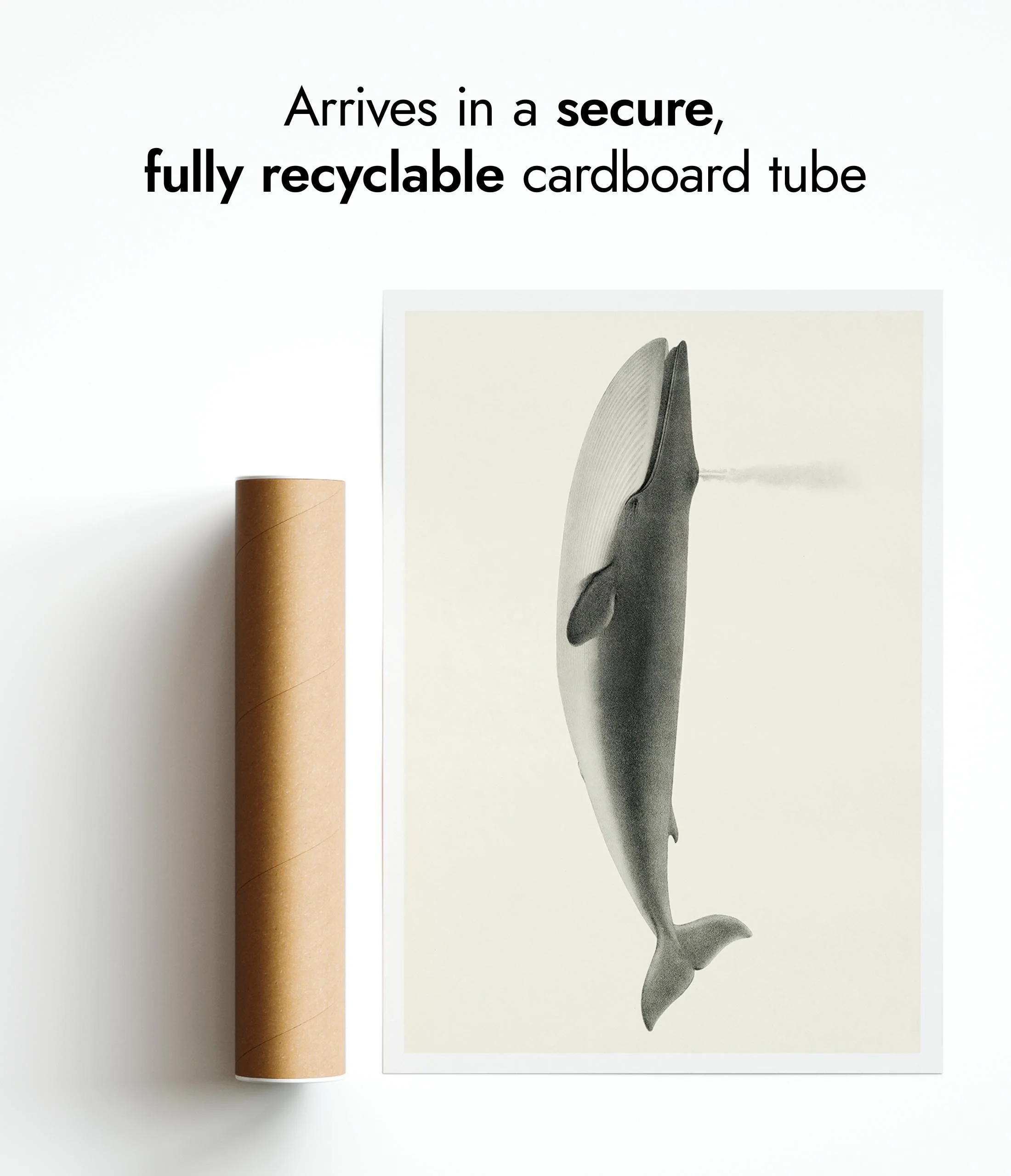 Sulphurbottom Whale - Image 9