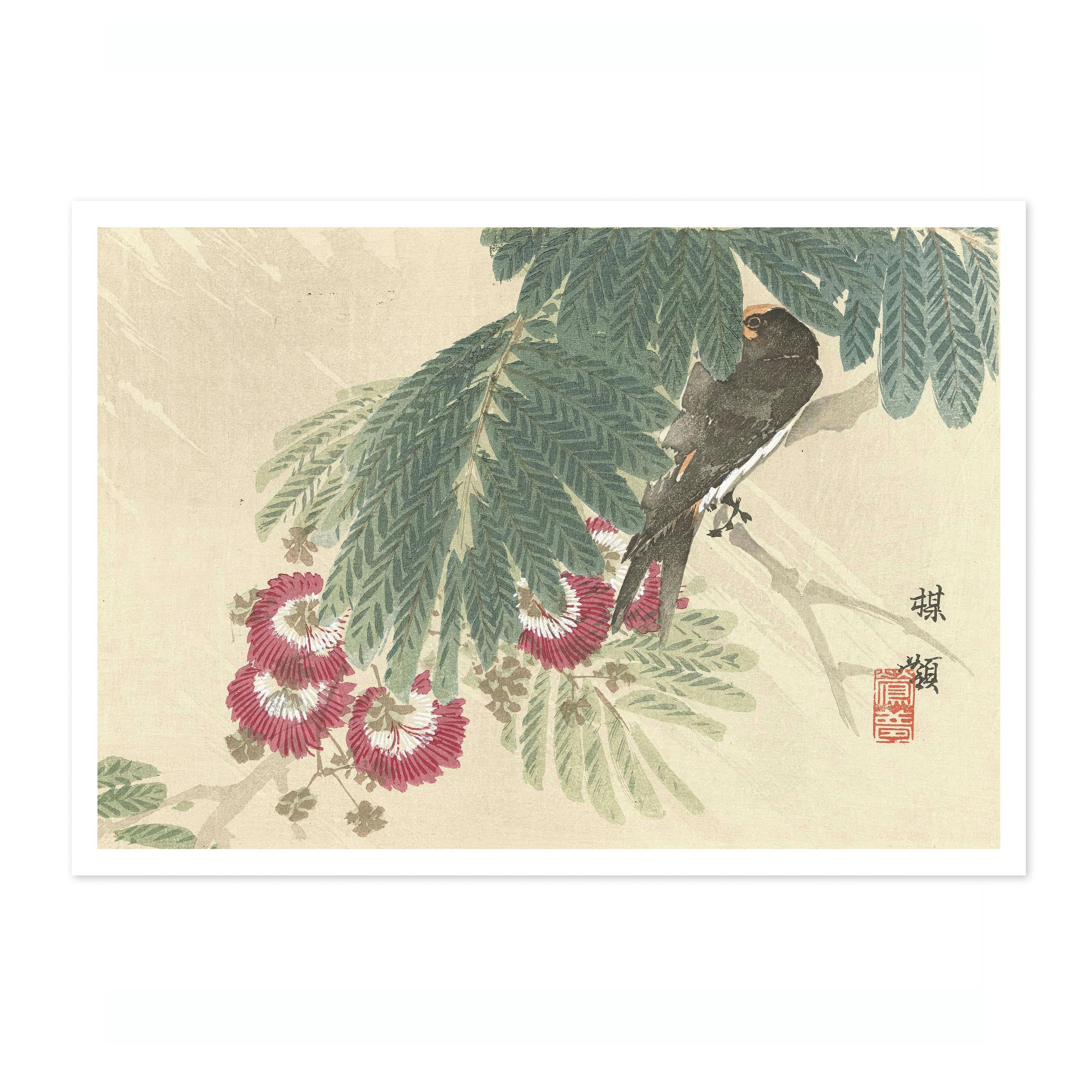 Swallow - Image 4