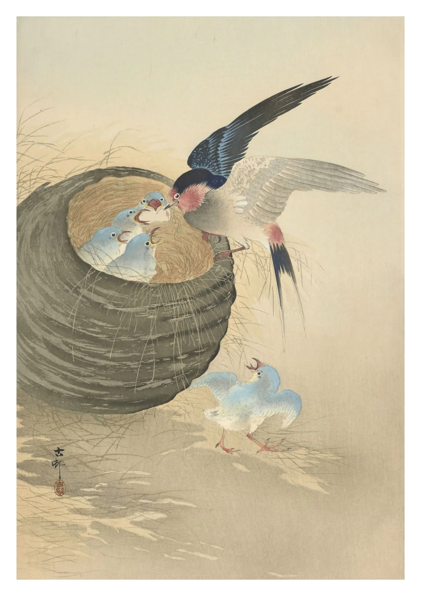 Swallow Feeding Babies in Nest
