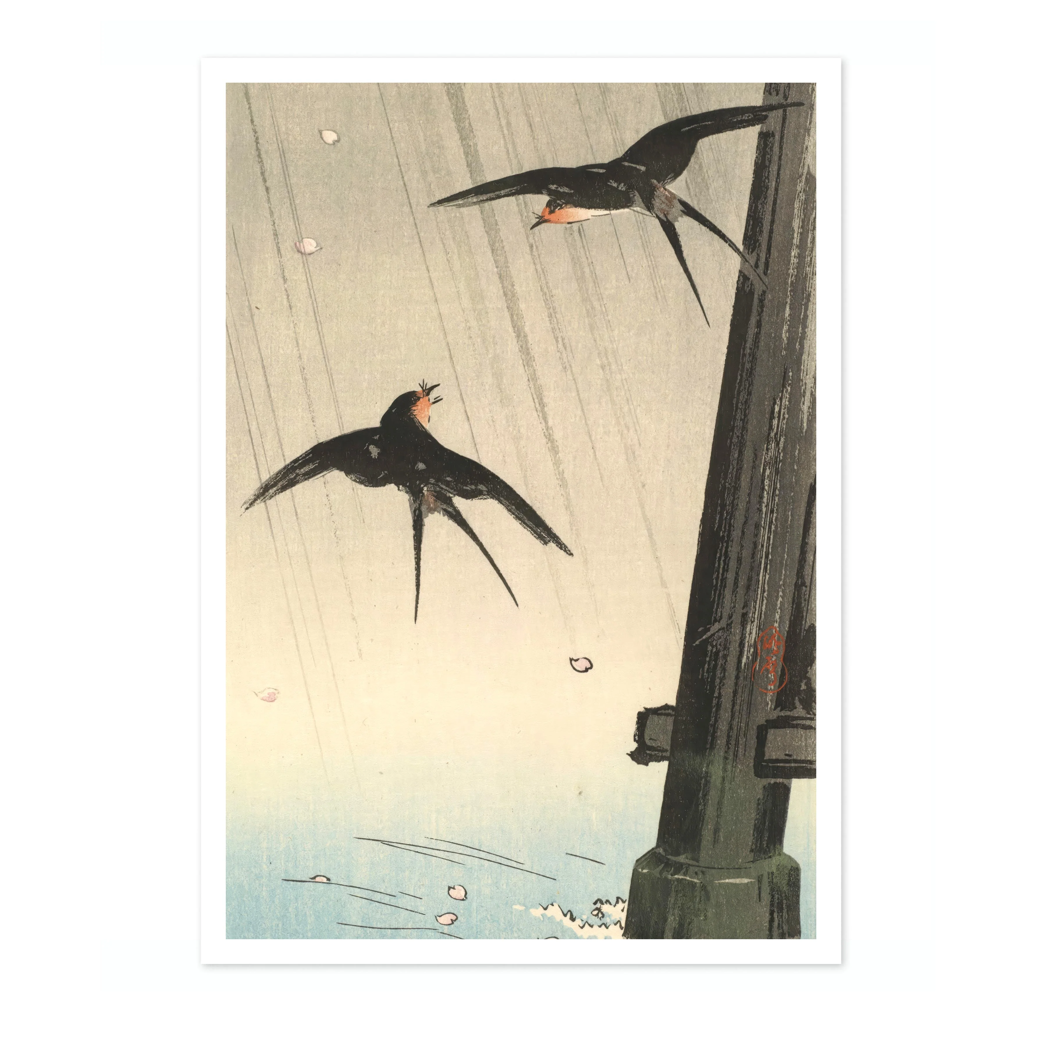 Swallows - Image 4