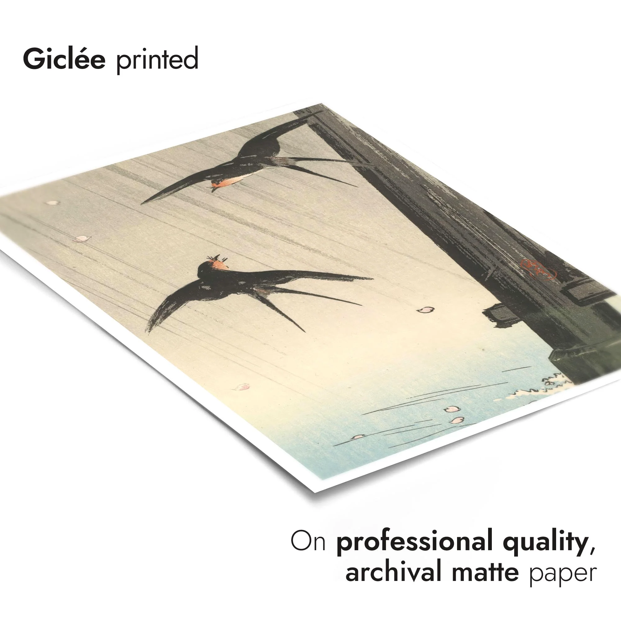 Swallows - Image 6