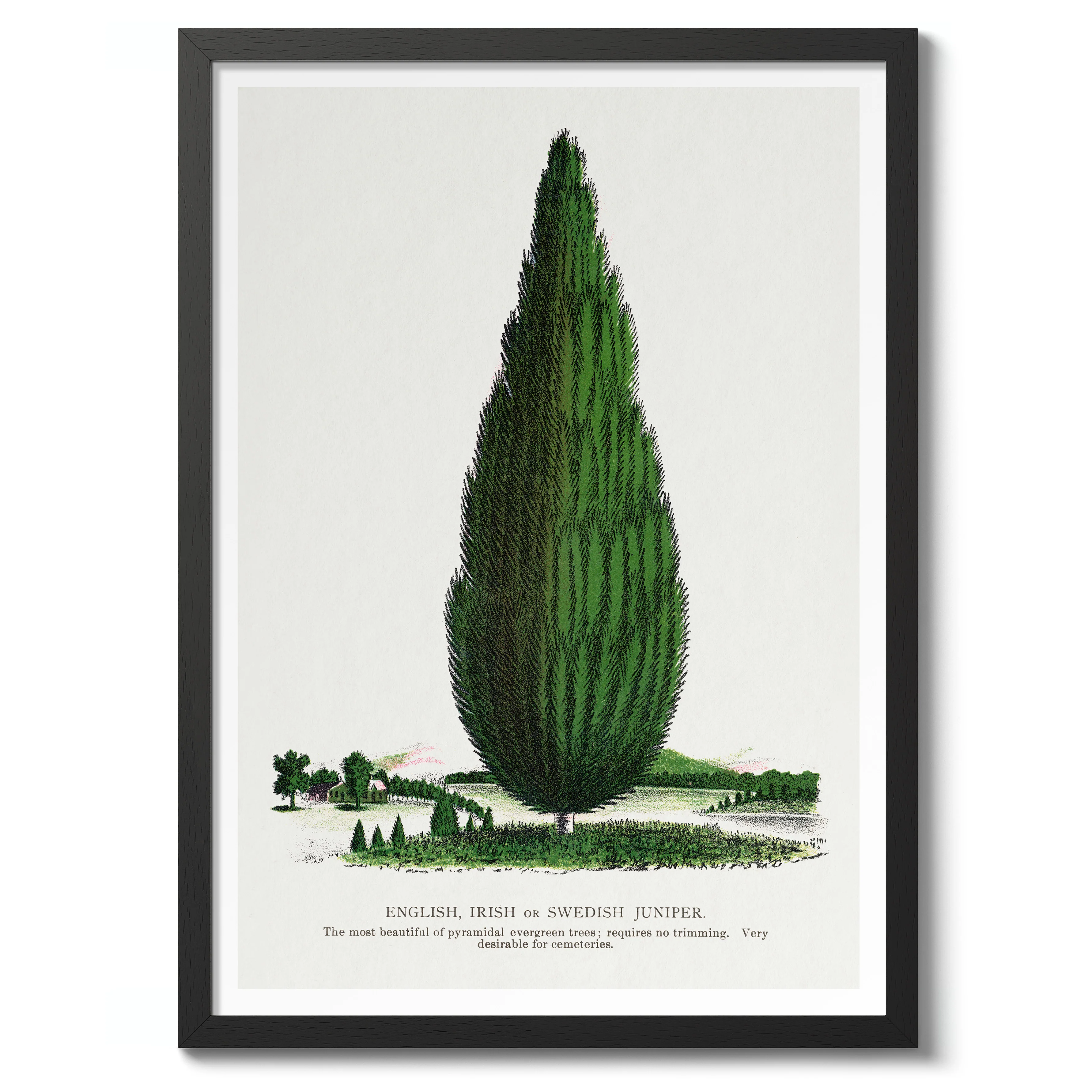 Swedish Juniper Tree - Image 2
