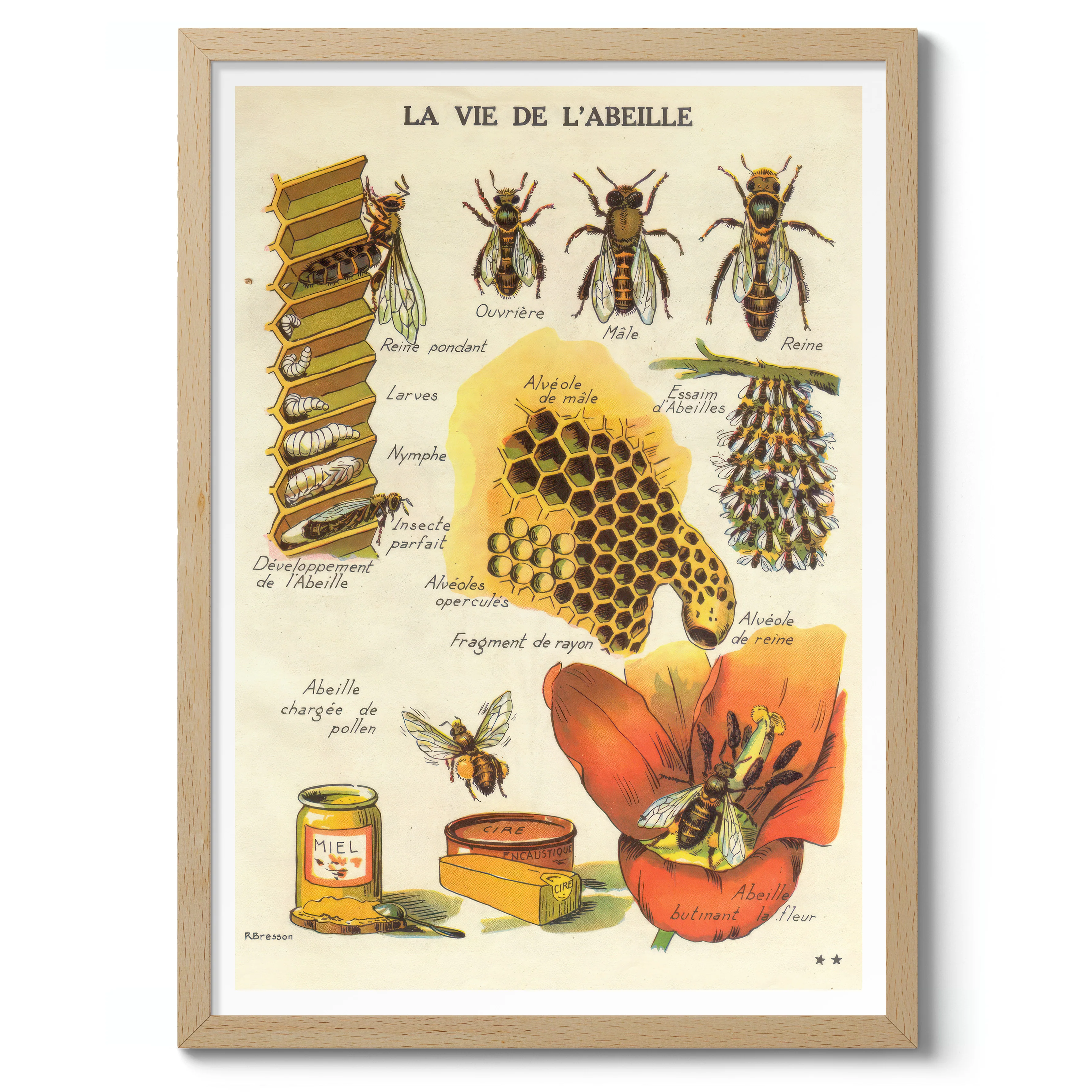 The Life of a Bee - Image 3