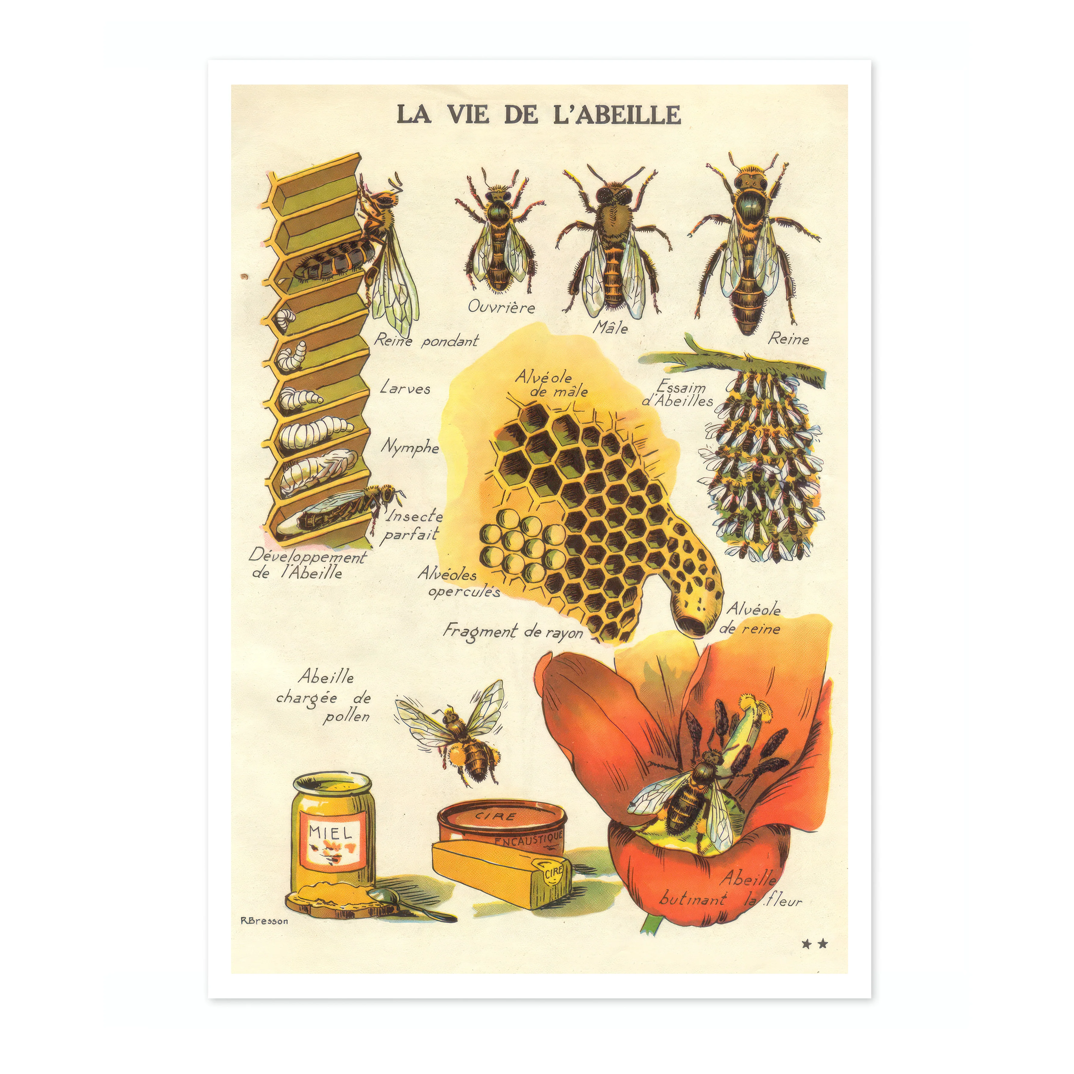 The Life of a Bee - Image 4