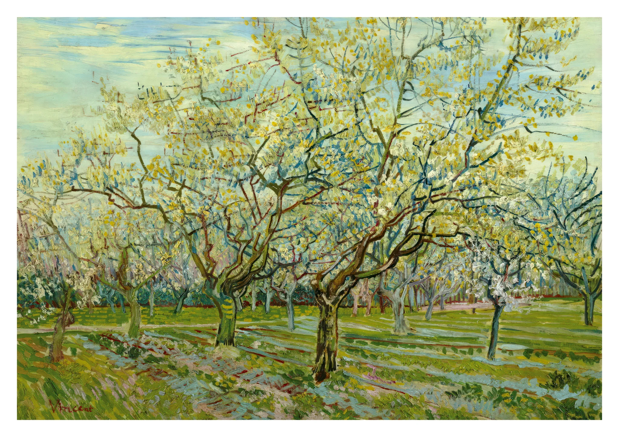 The White Orchard