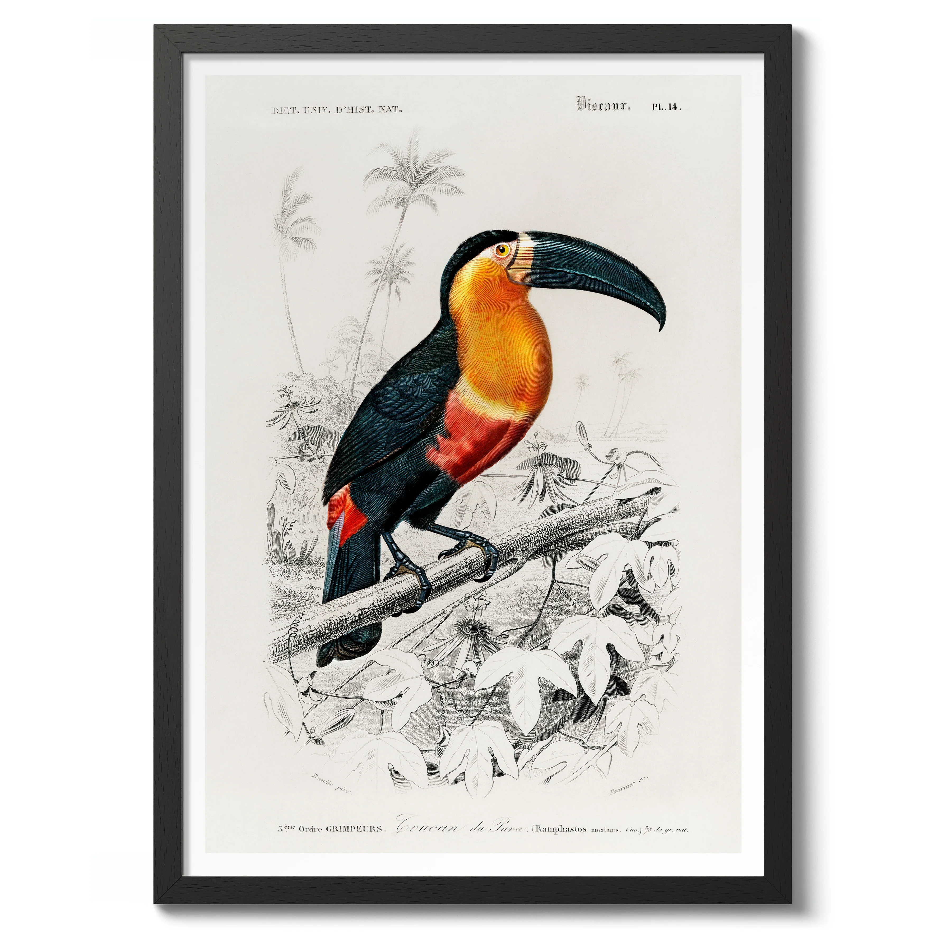 Toucan - Image 2