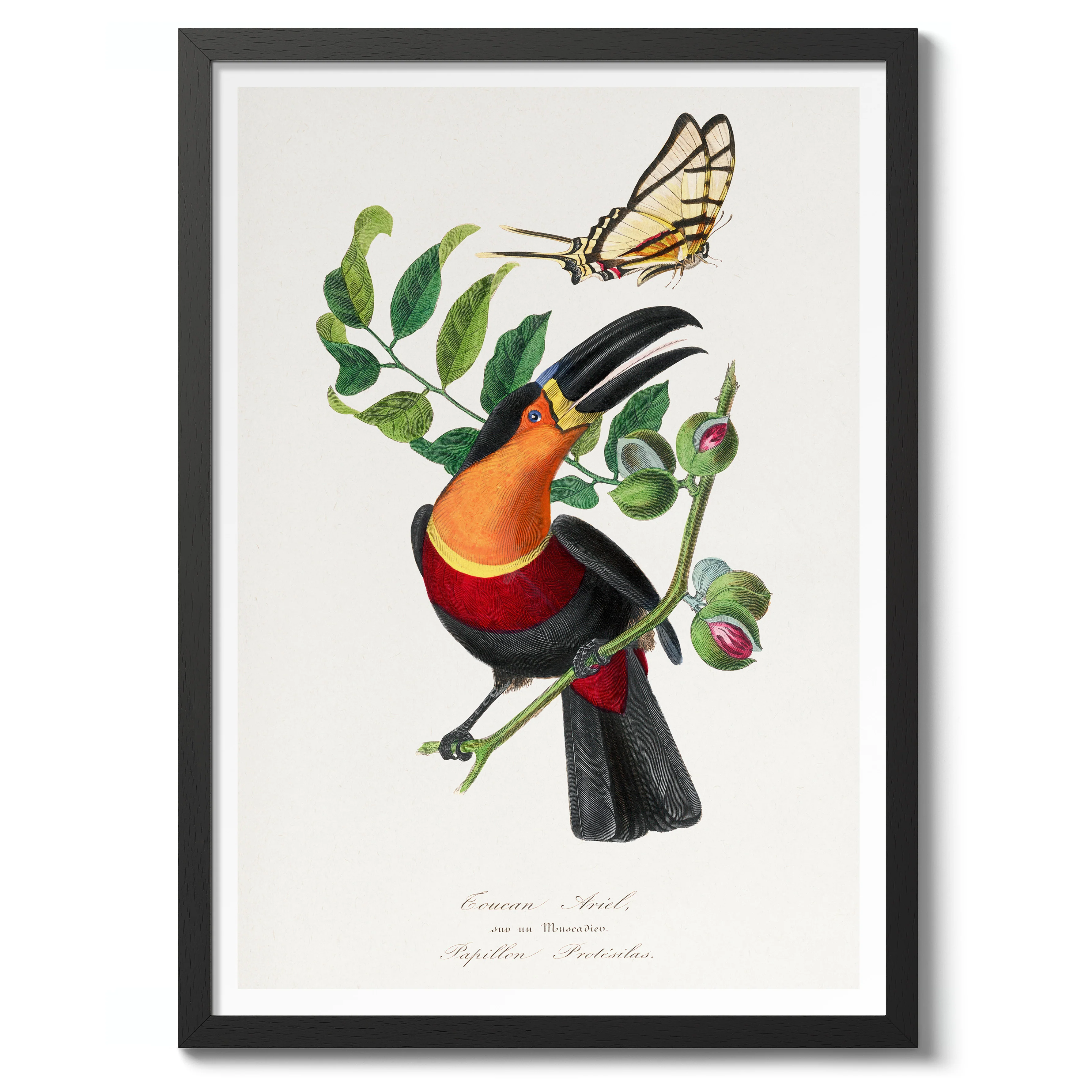 Toucan Ariel - Image 2