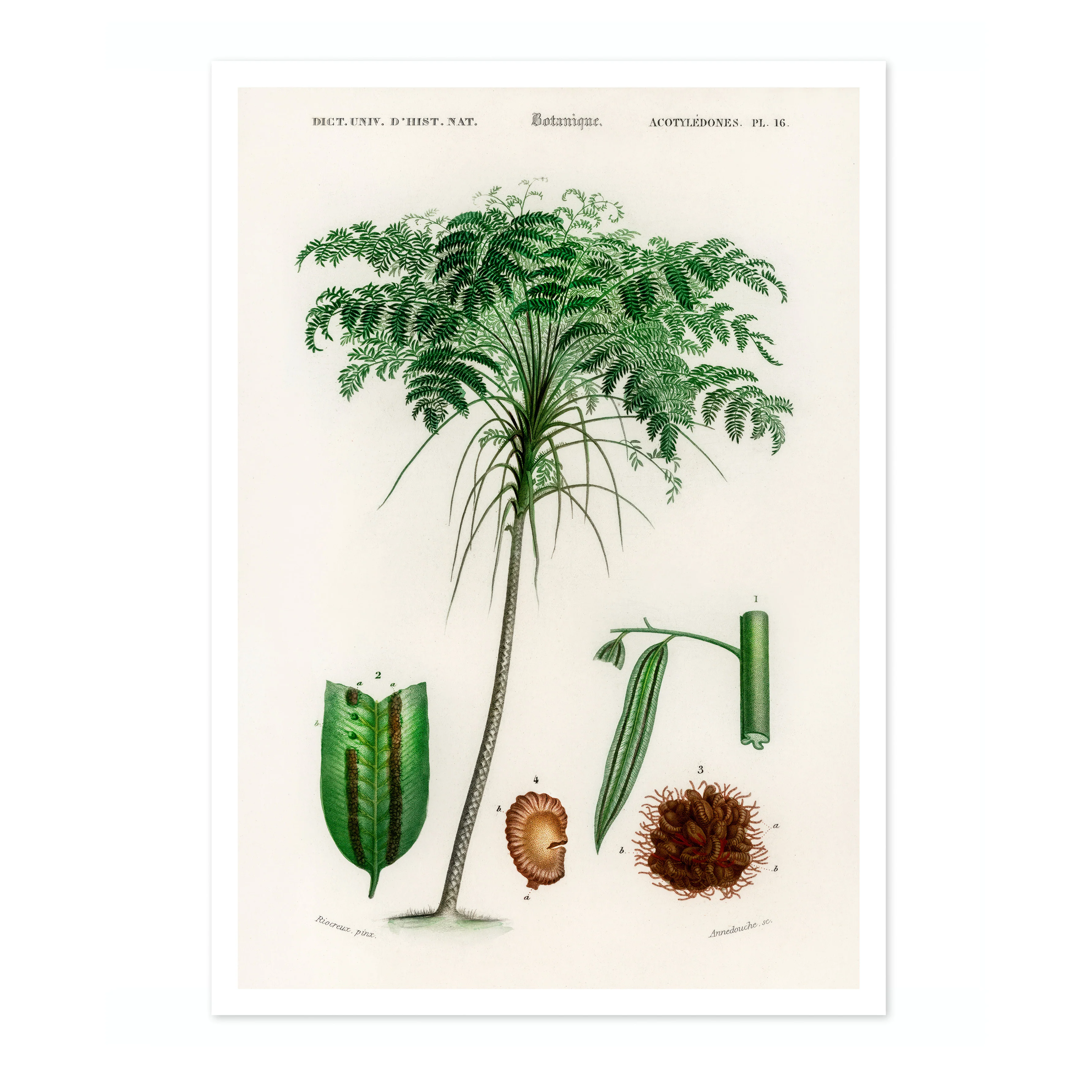Trichipteris Excelsao - Image 4