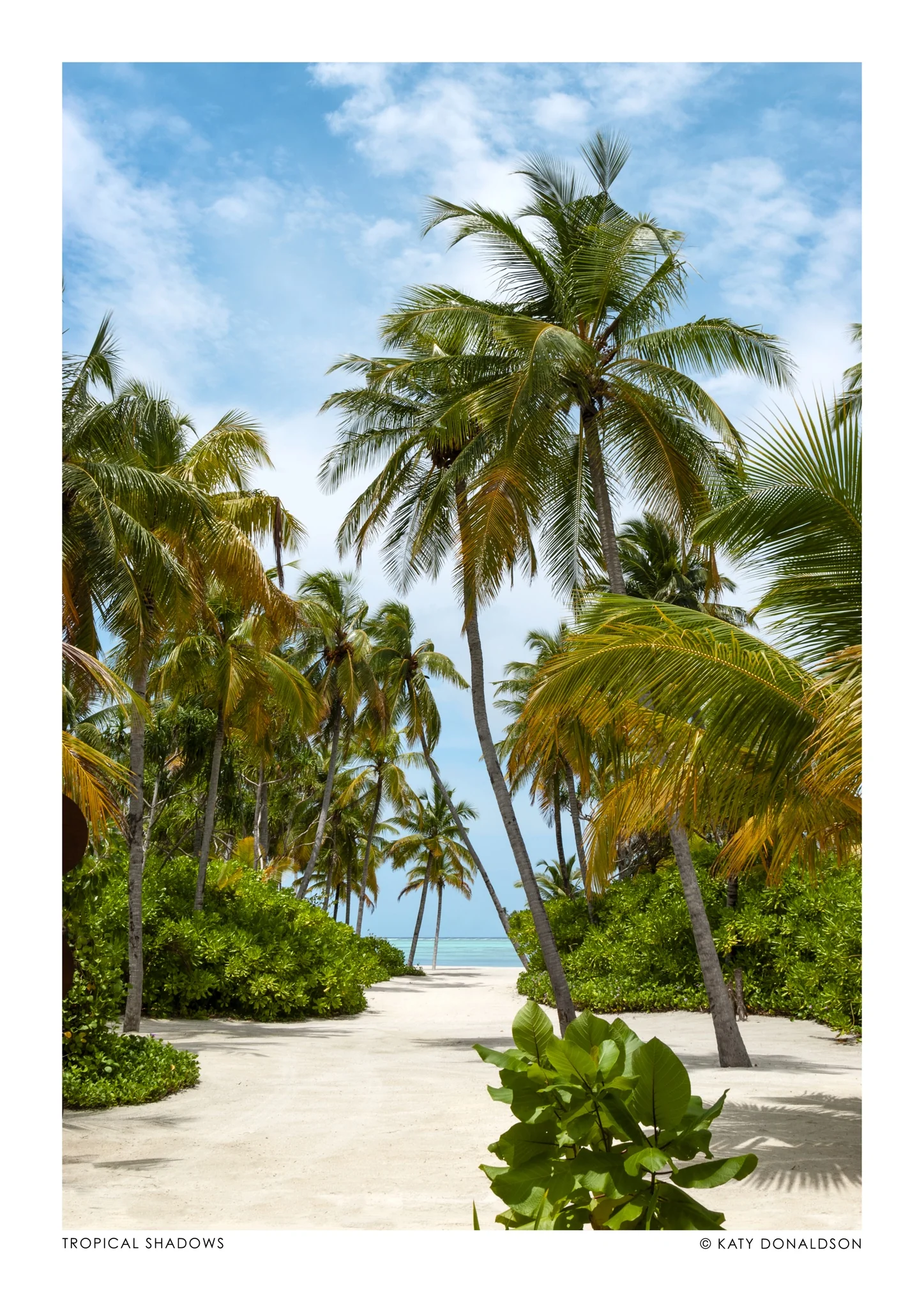 Tropical Shadows