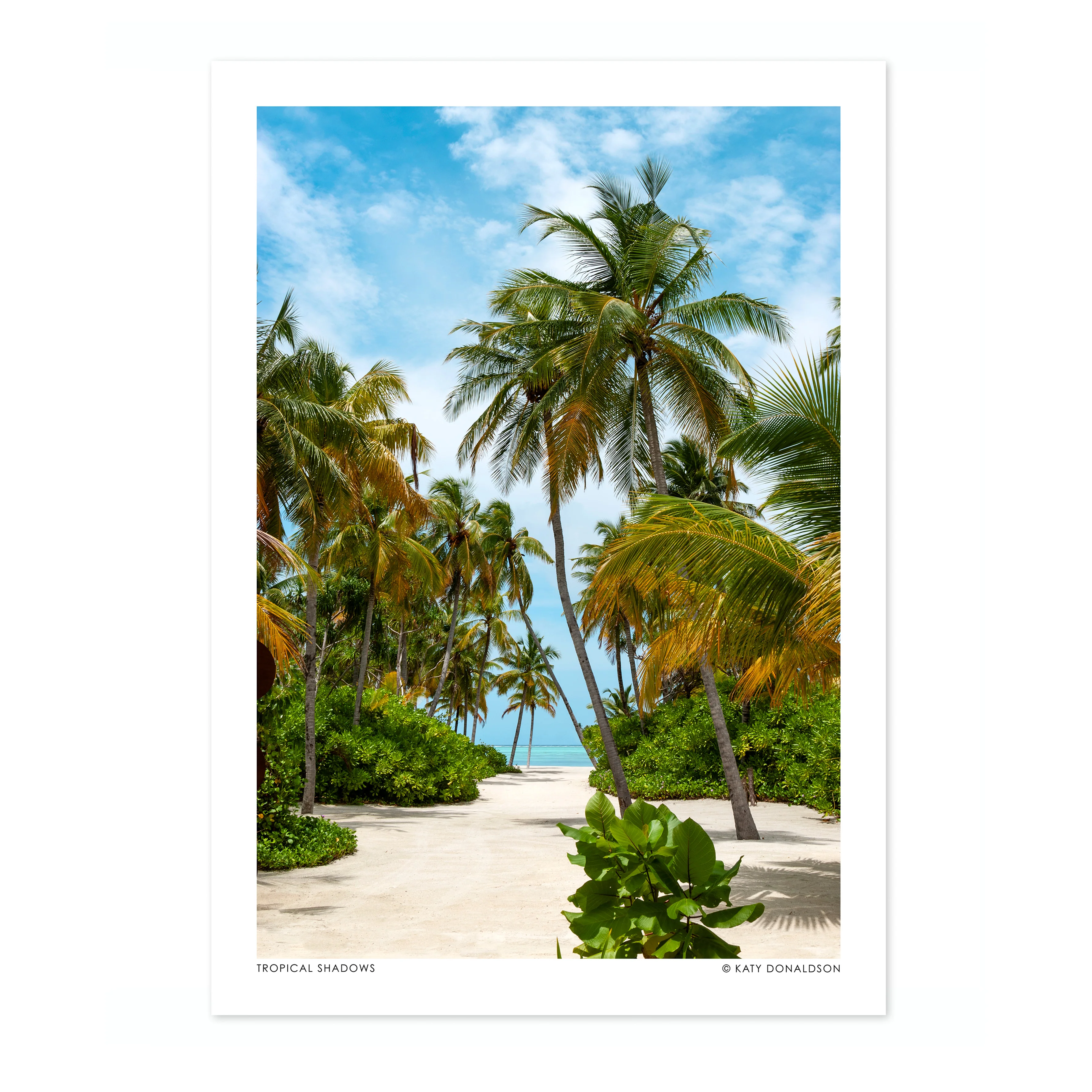 Tropical Shadows - Image 4