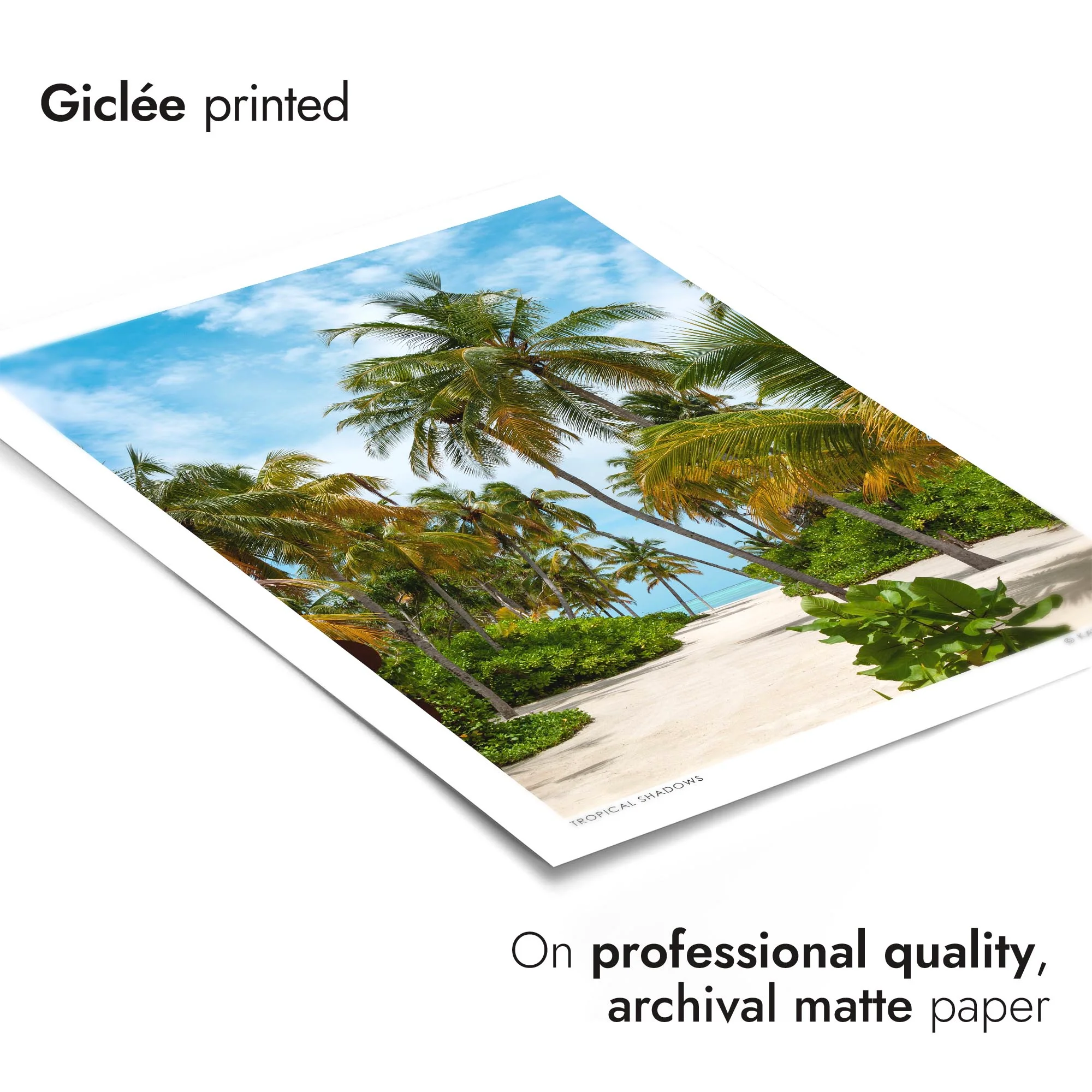 Tropical Shadows - Image 6