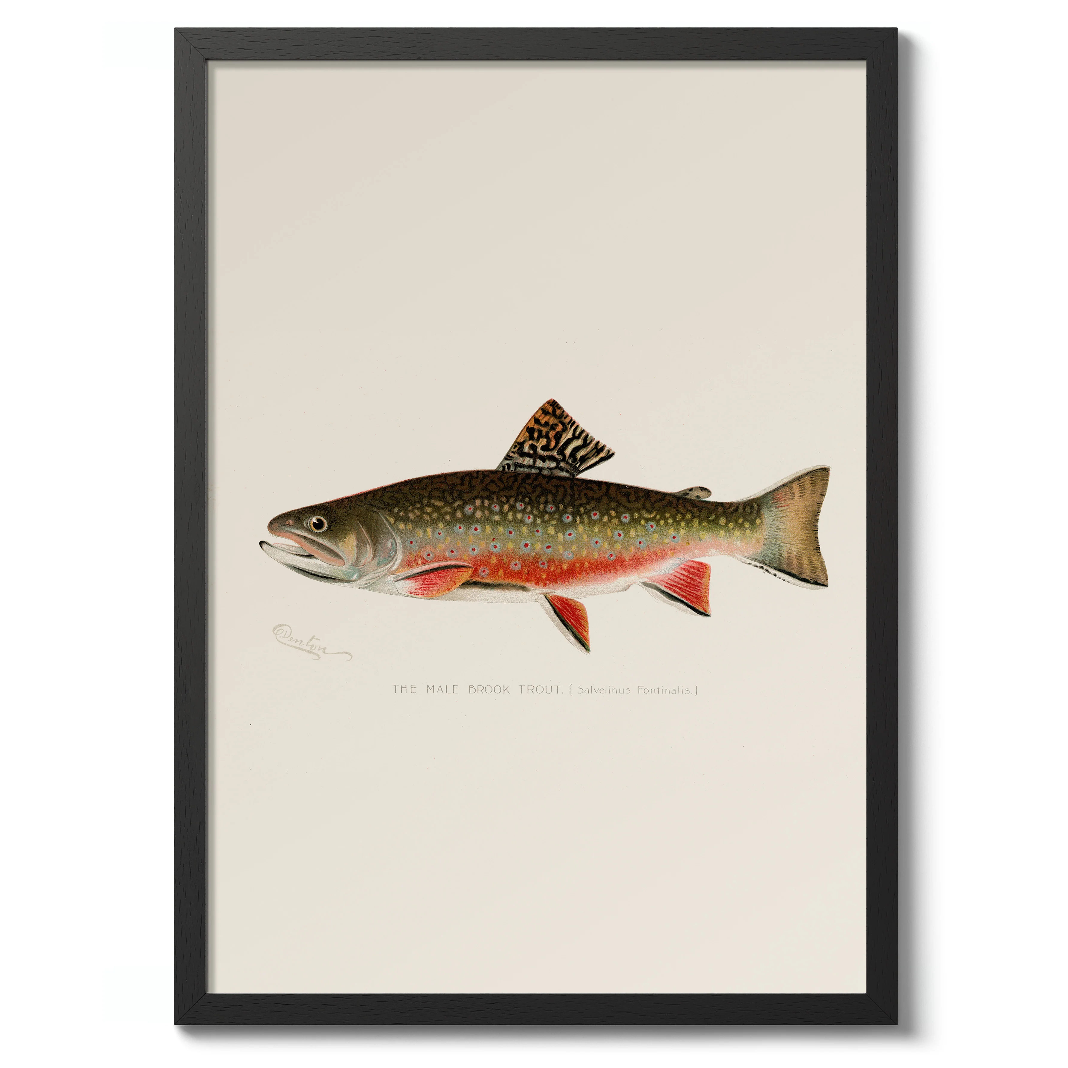Brook Trout - Image 2