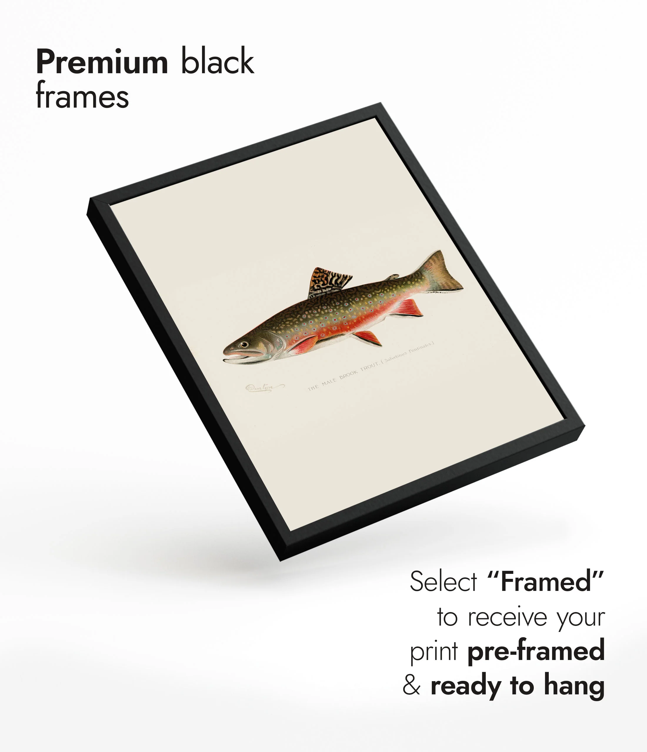Brook Trout - Image 7