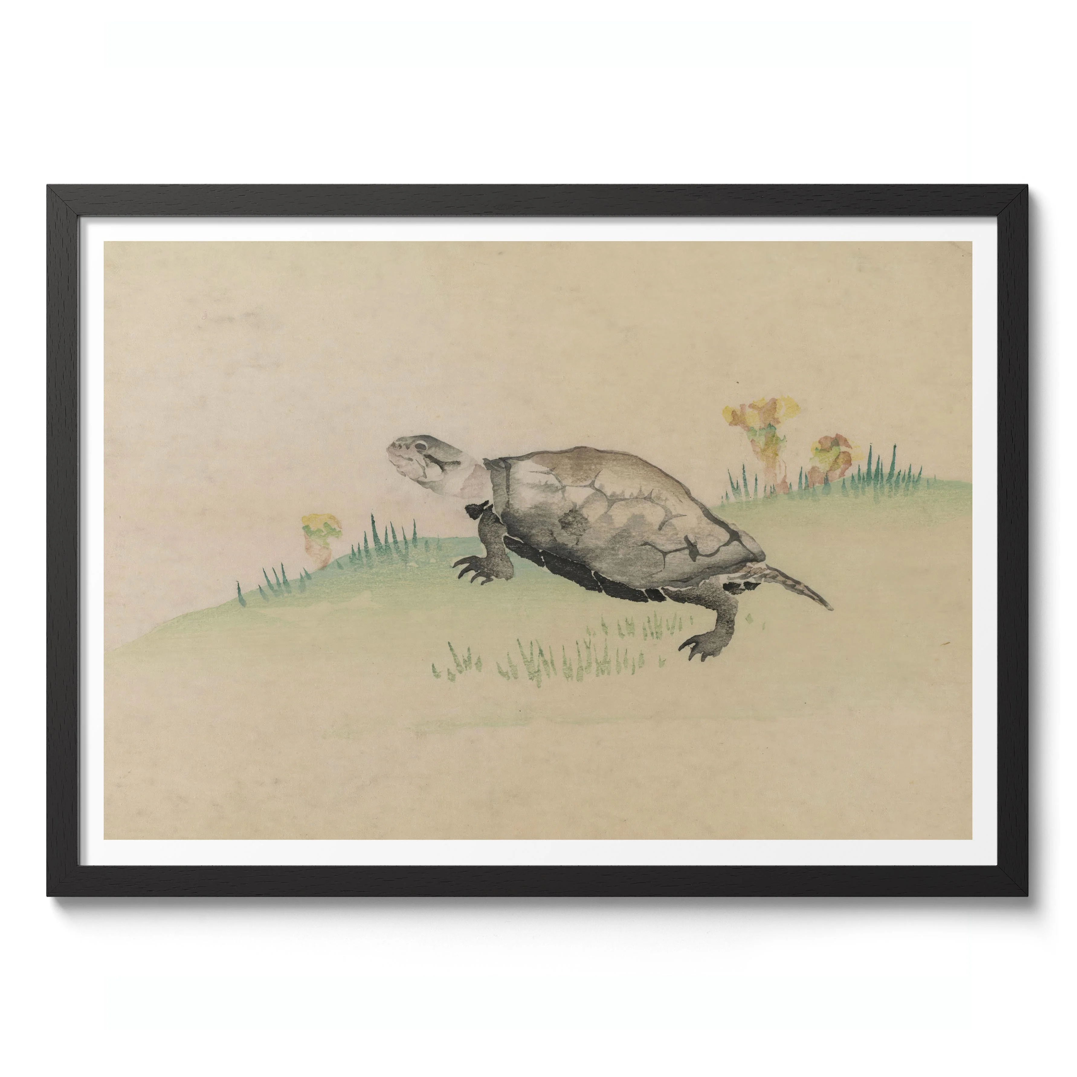 Turtle - Image 2