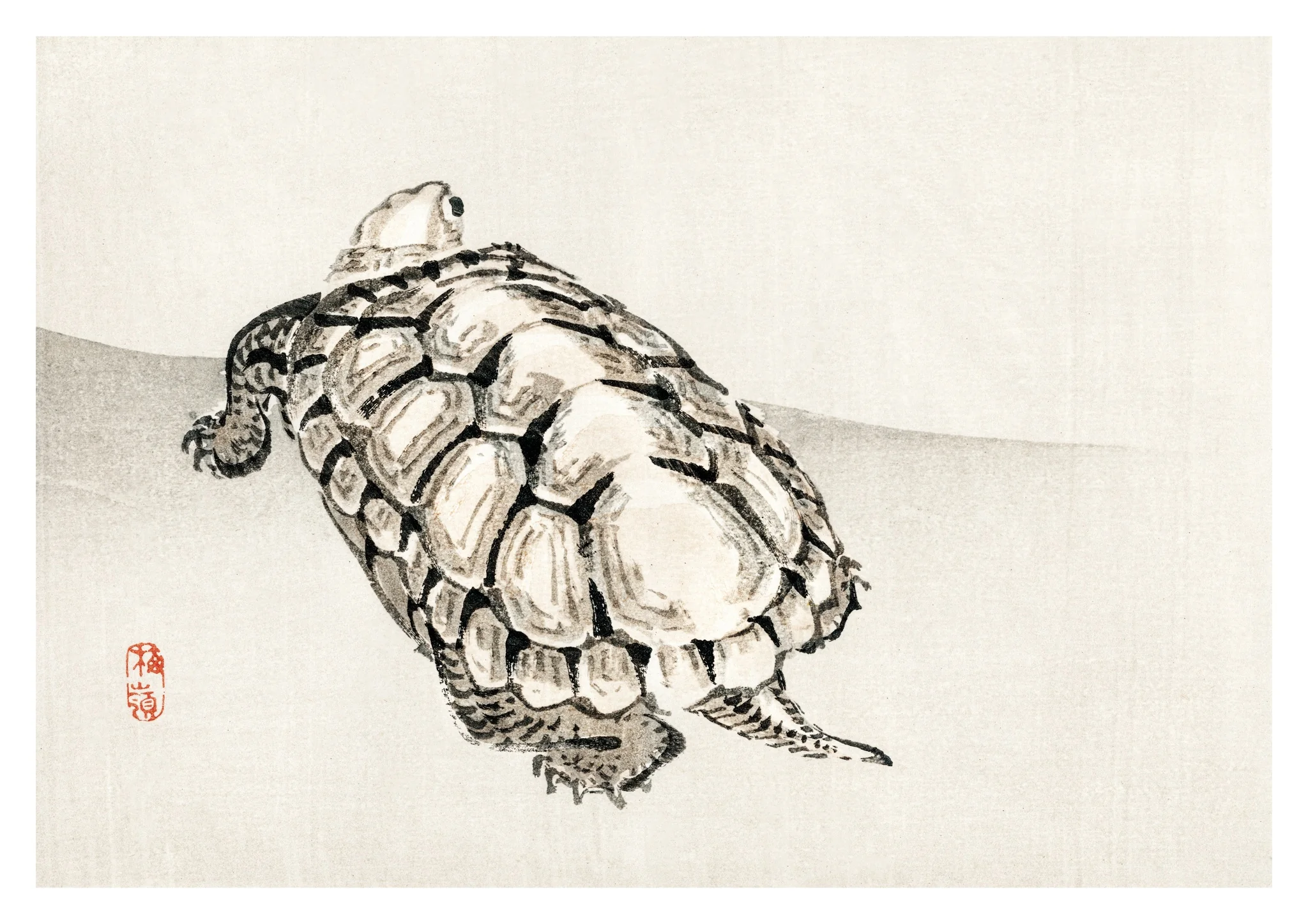 Turtle
