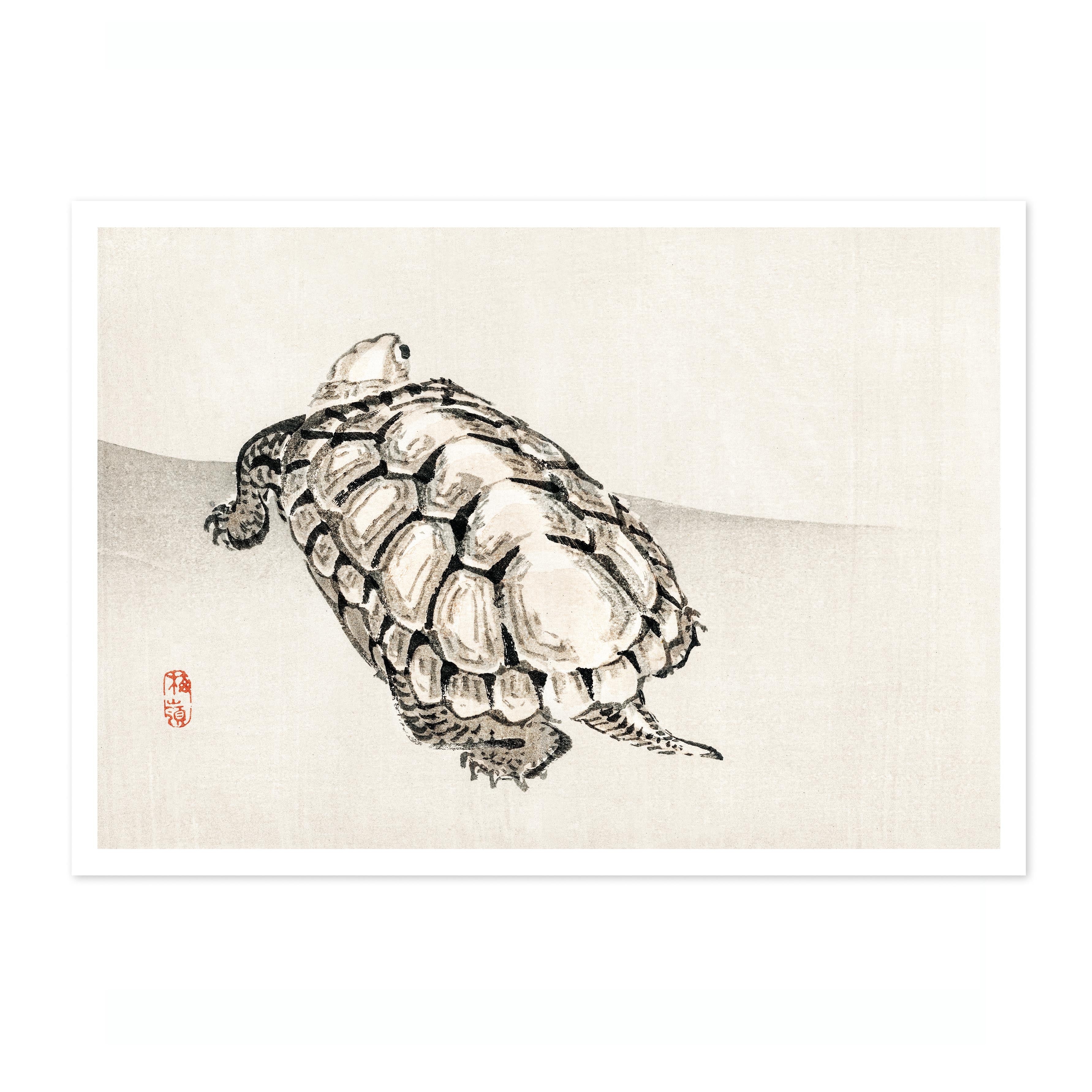 Turtle - Image 4
