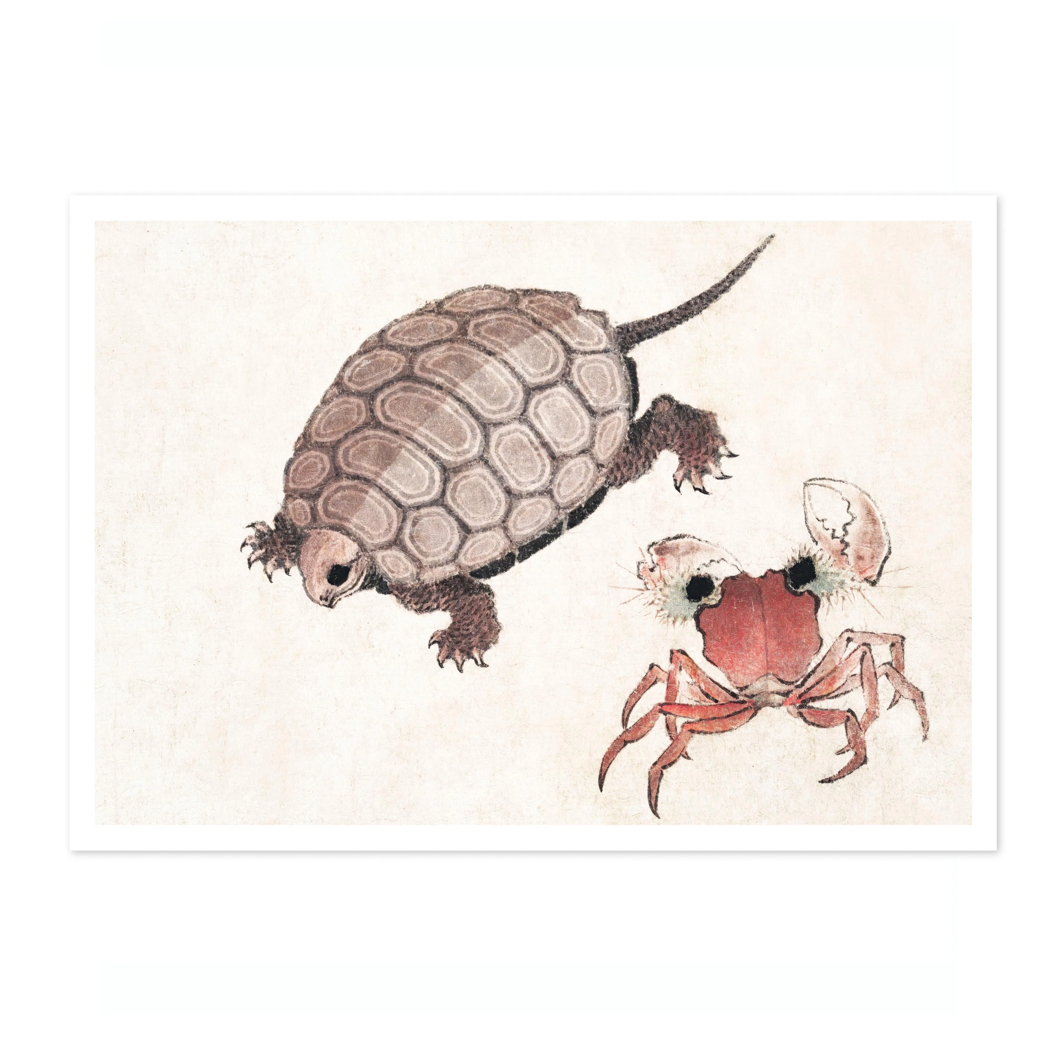 Turtle & Crab - Image 4