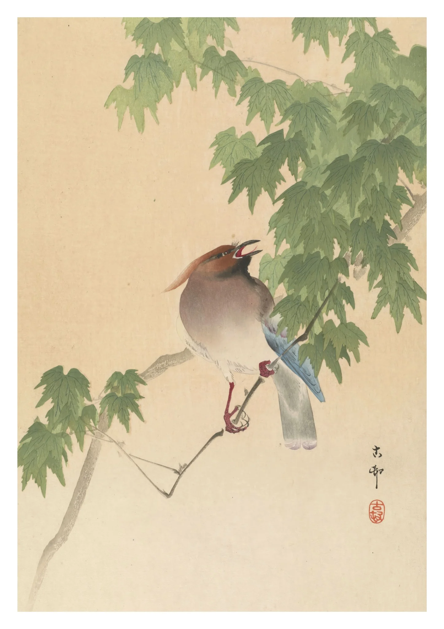 Waxwing on Maple Tree