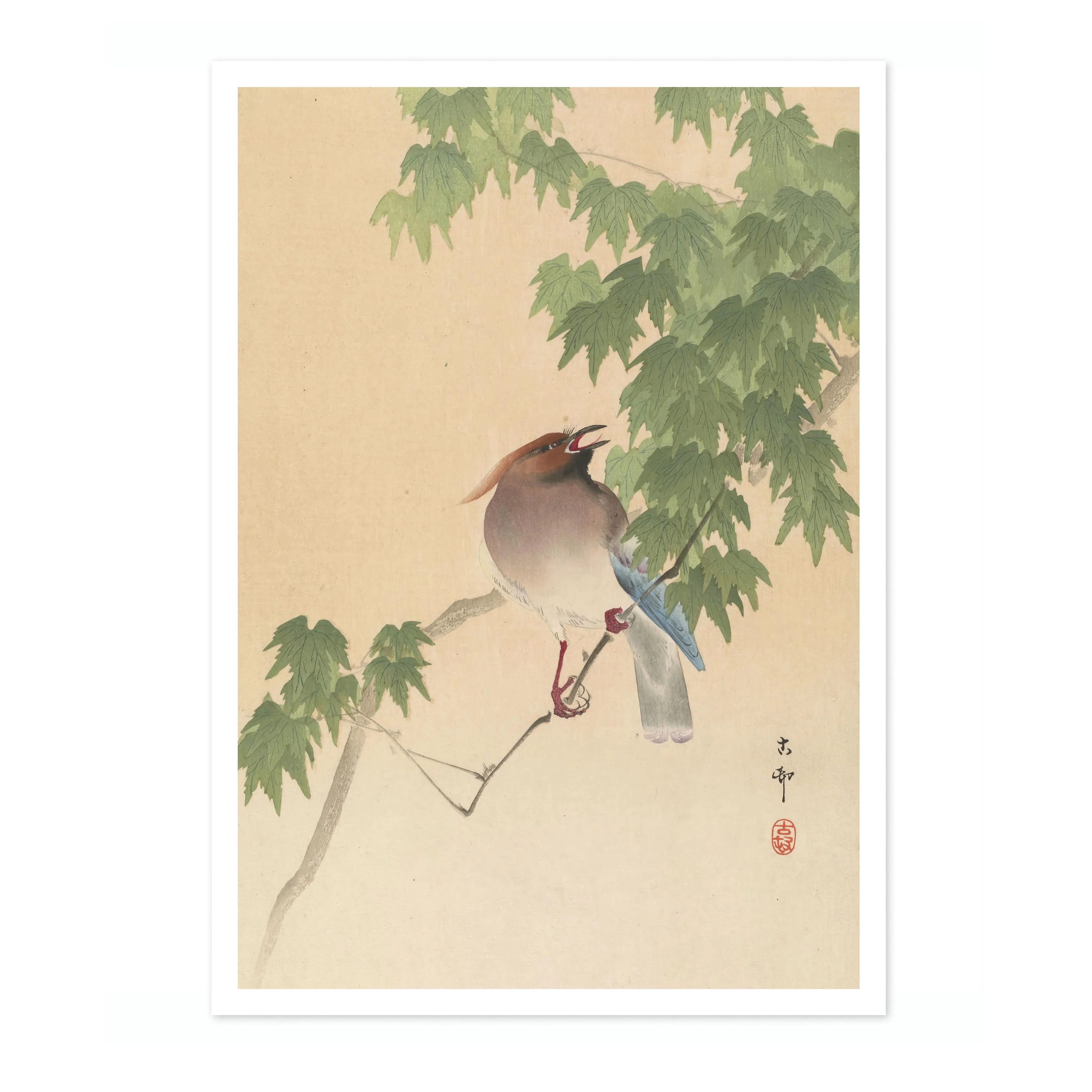 Waxwing on Maple Tree - Image 4