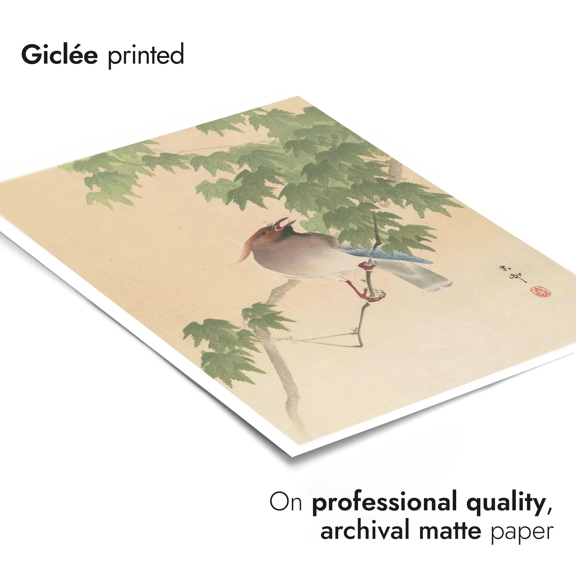 Waxwing on Maple Tree - Image 6