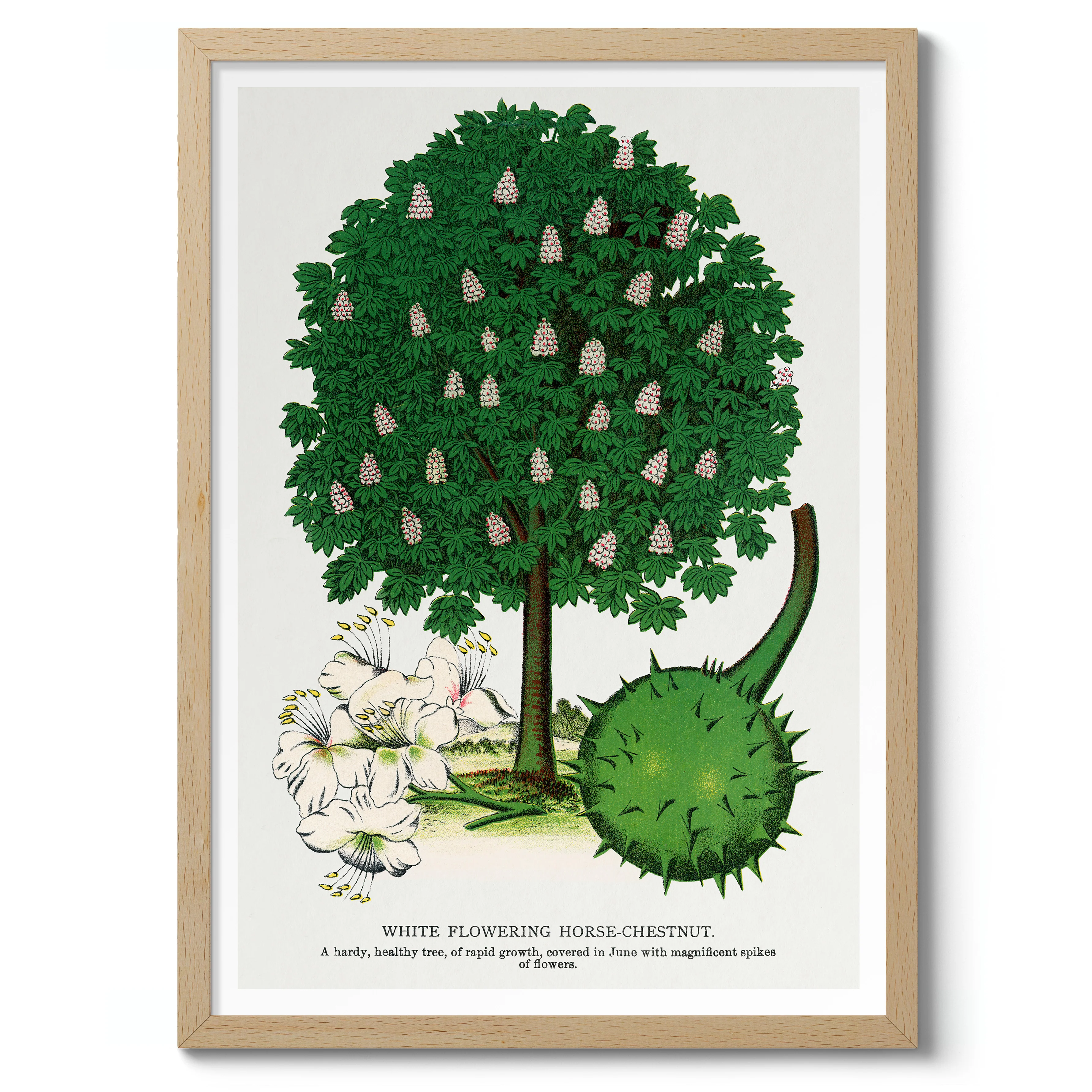 White Flowering Horse-Chestnut - Image 3