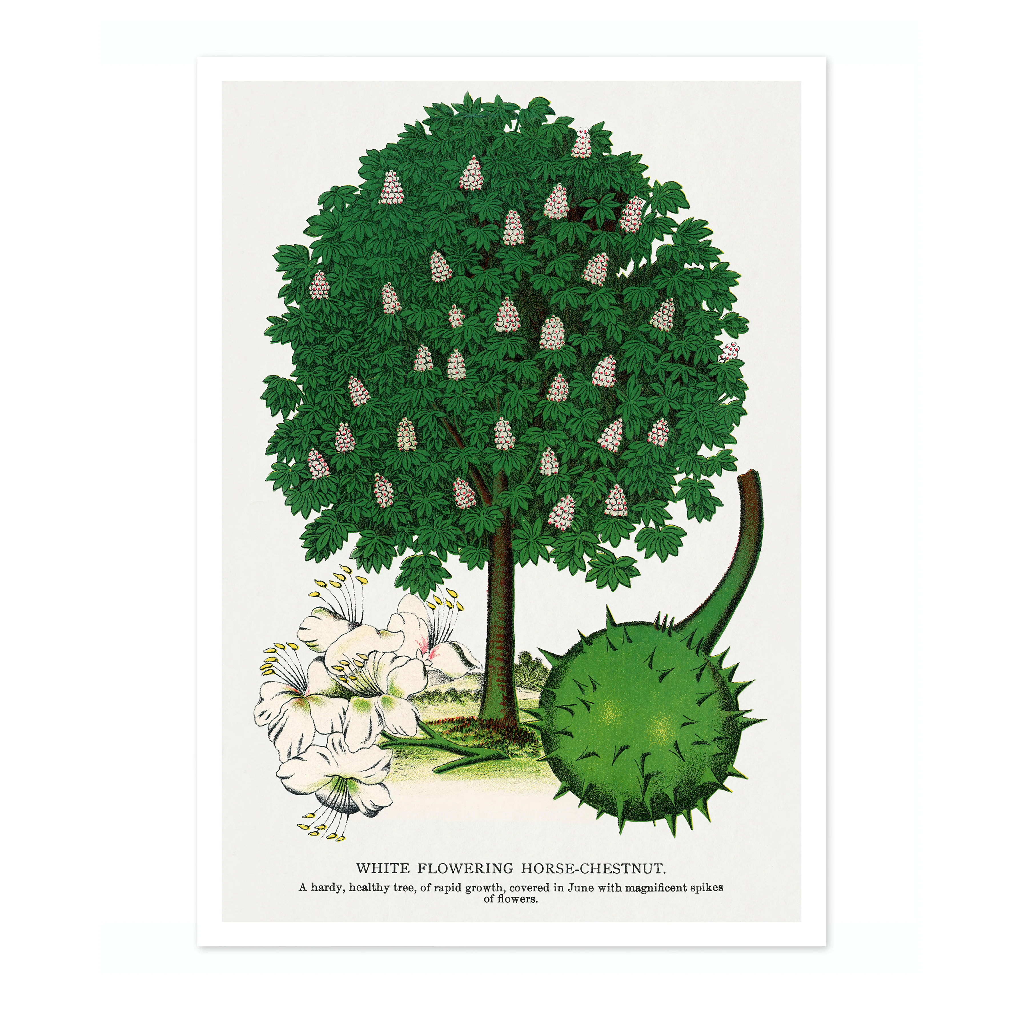 White Flowering Horse-Chestnut - Image 4