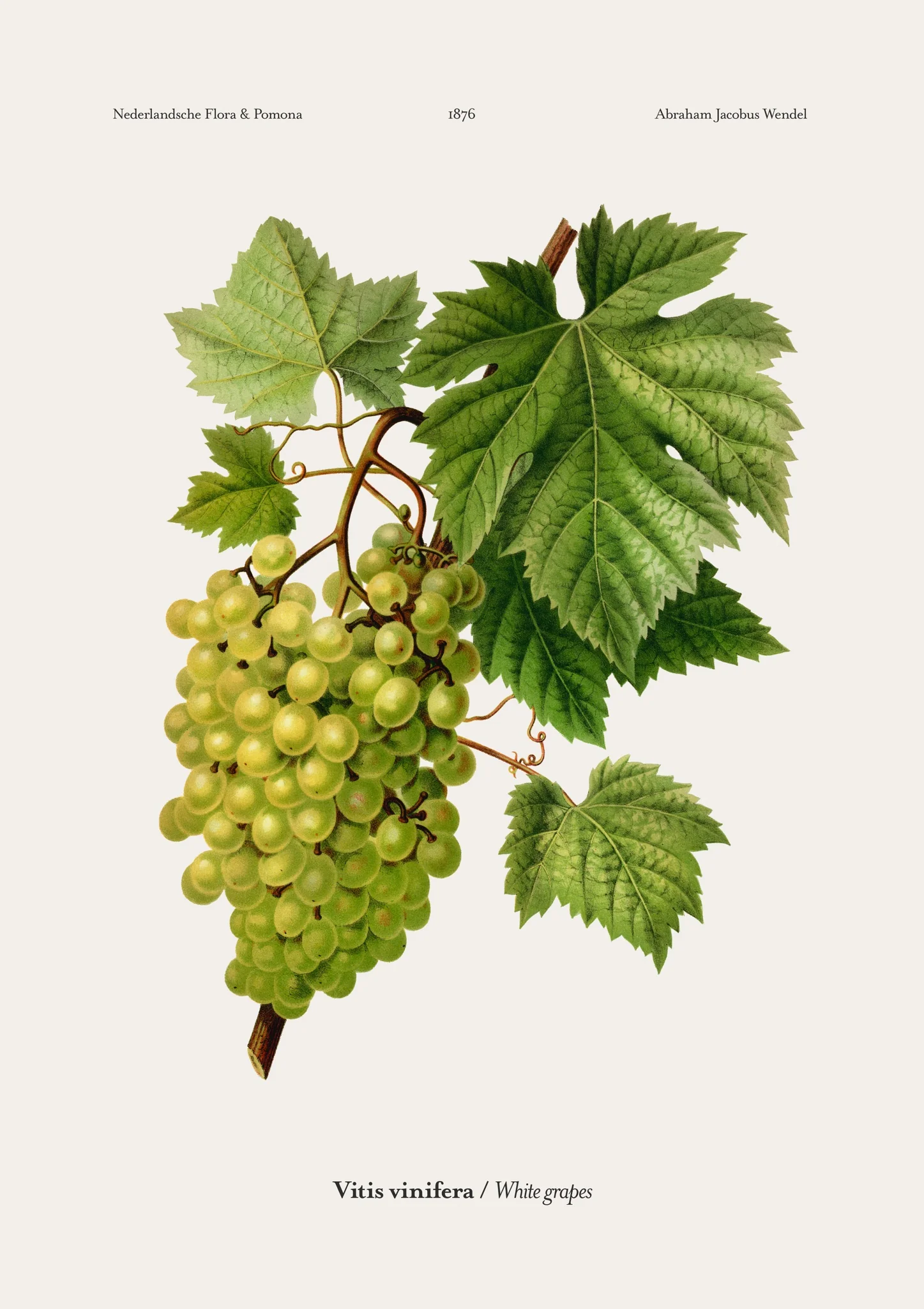 White Grapes