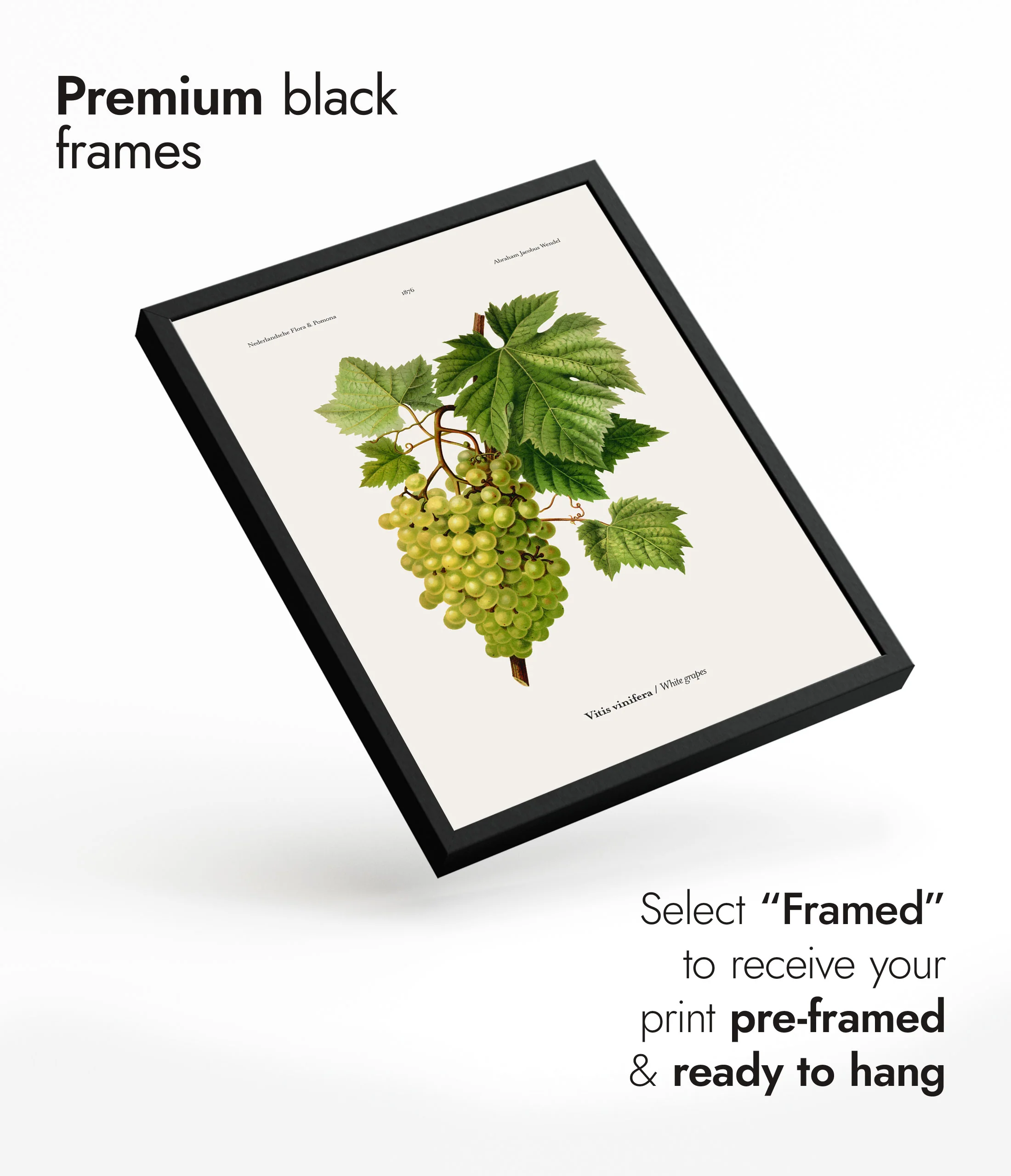 White Grapes - Image 7