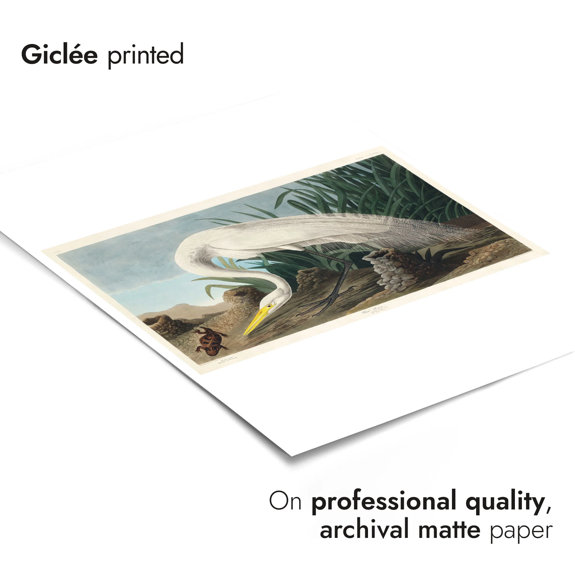 White Heron - Image 6