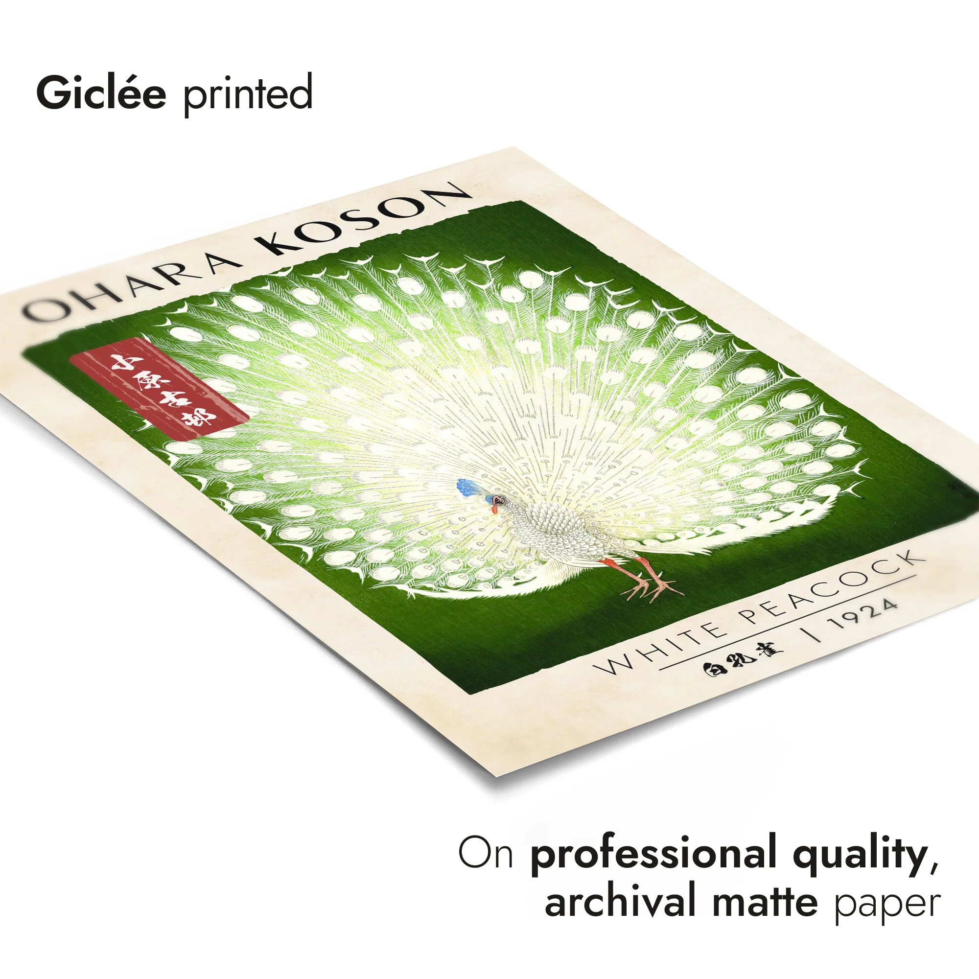White Peacock - Image 6