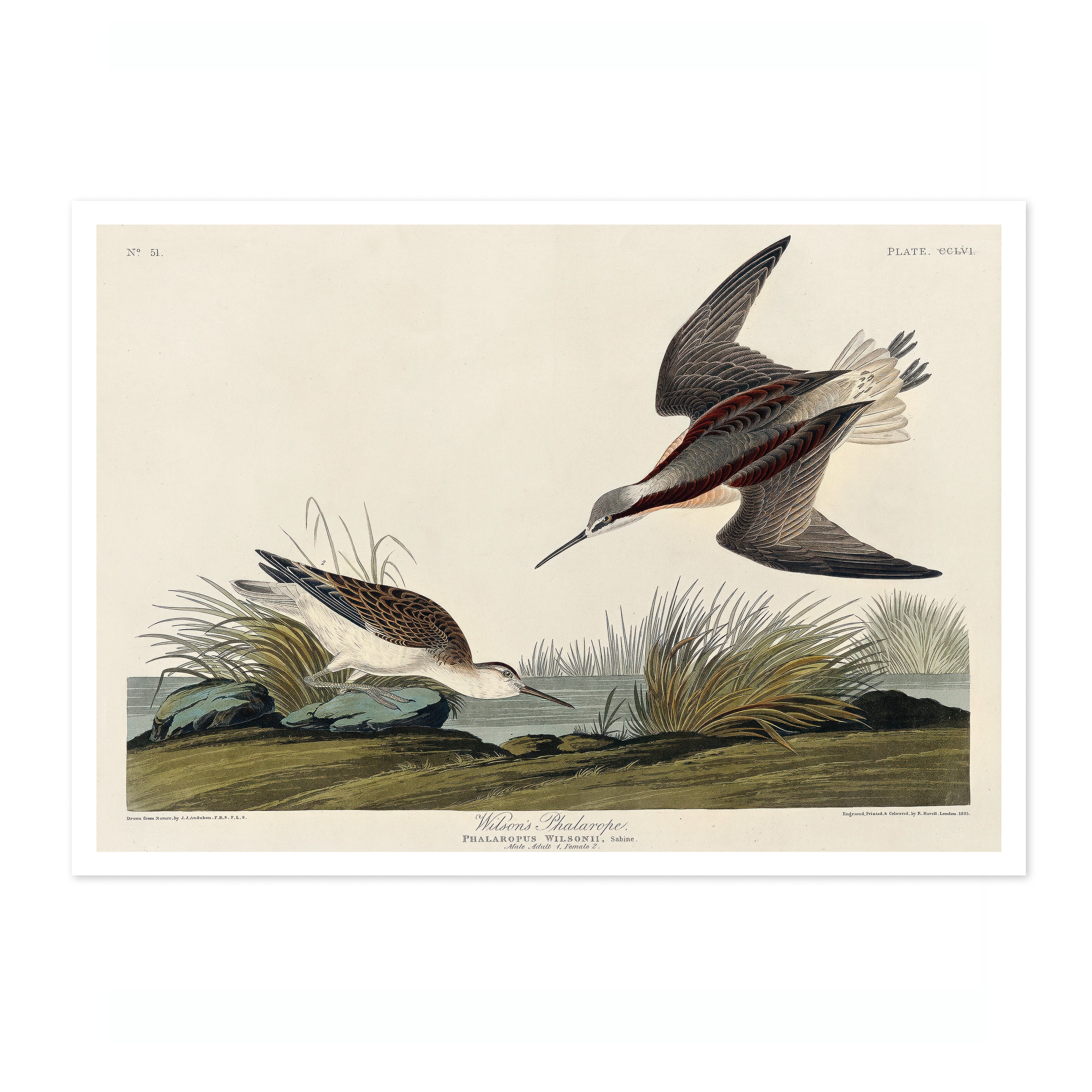 Wilson's Phalarope - Image 4