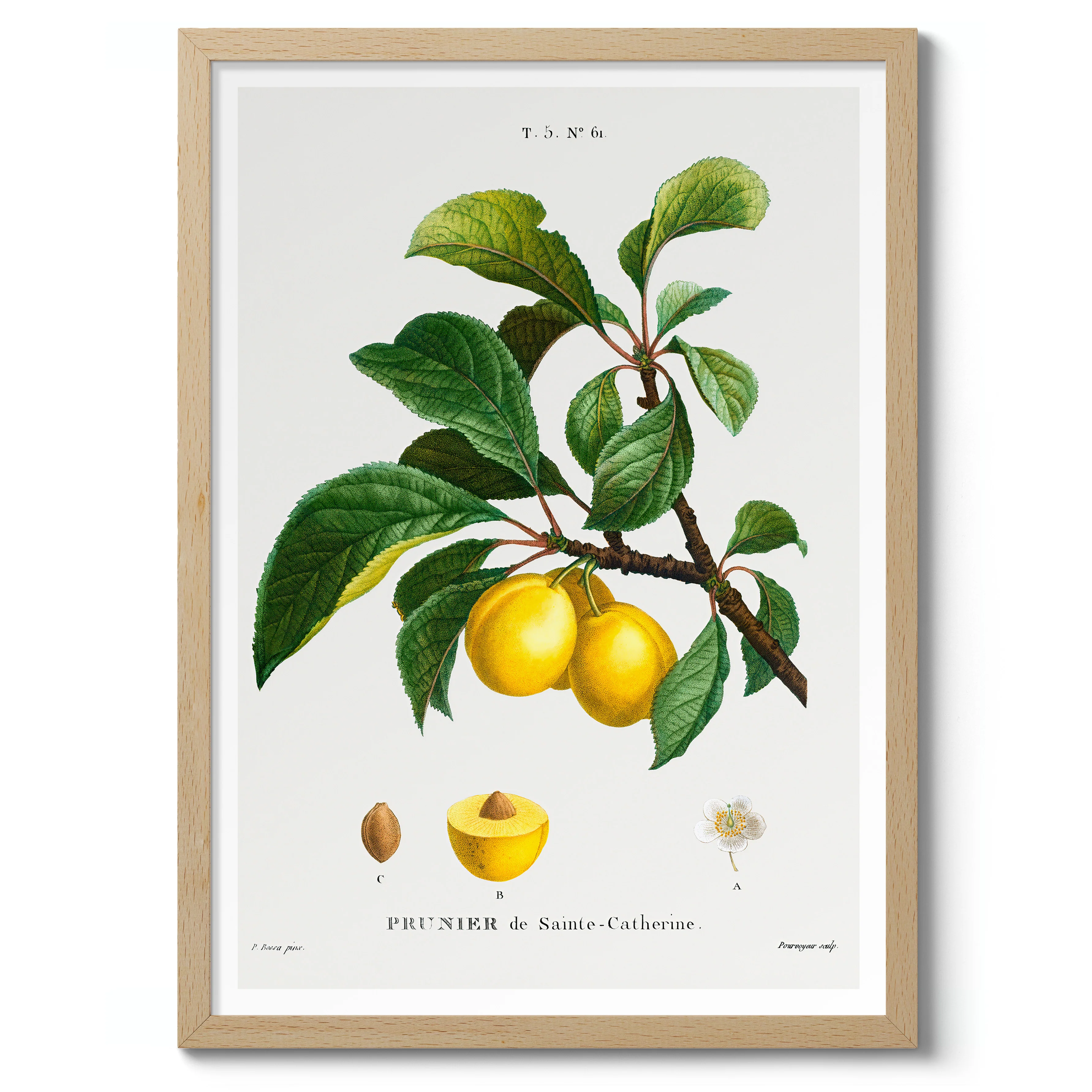 Yellow Plum - Image 3