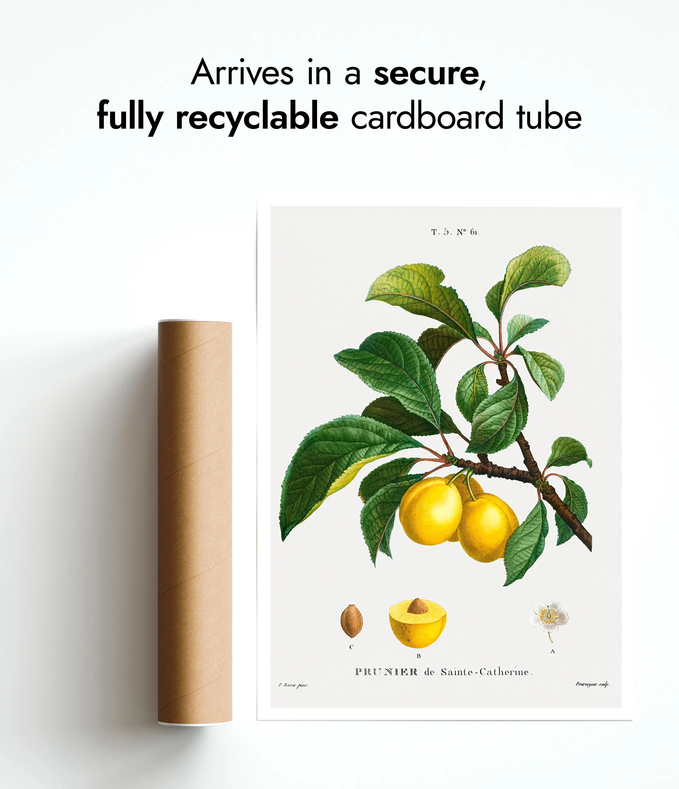Yellow Plum - Image 9
