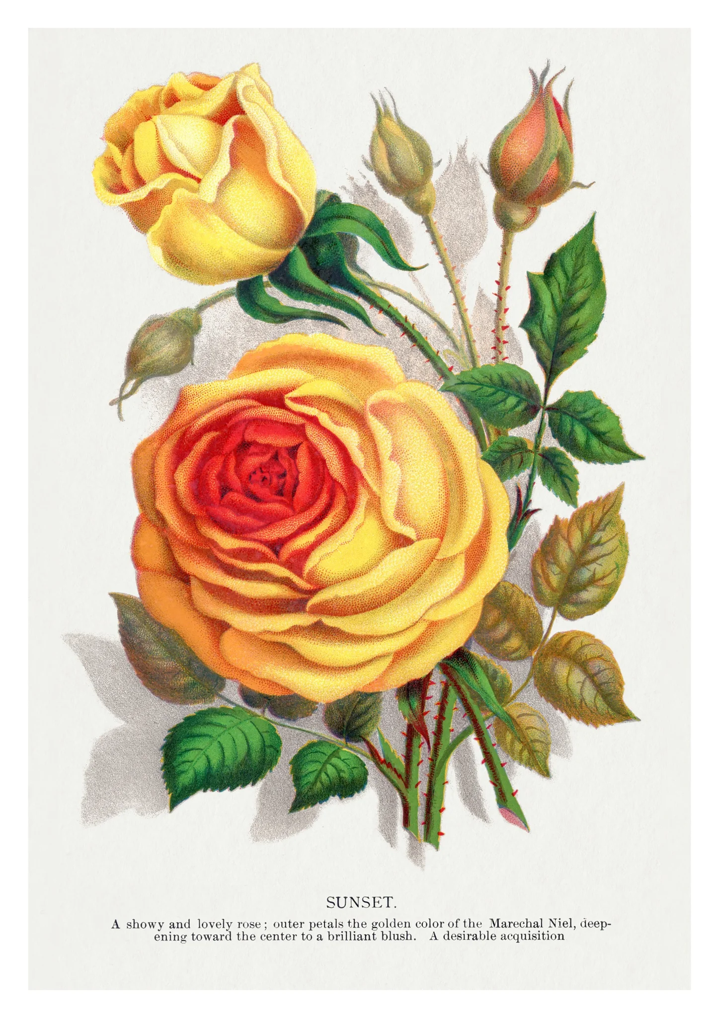 Yellow Sunset Rose