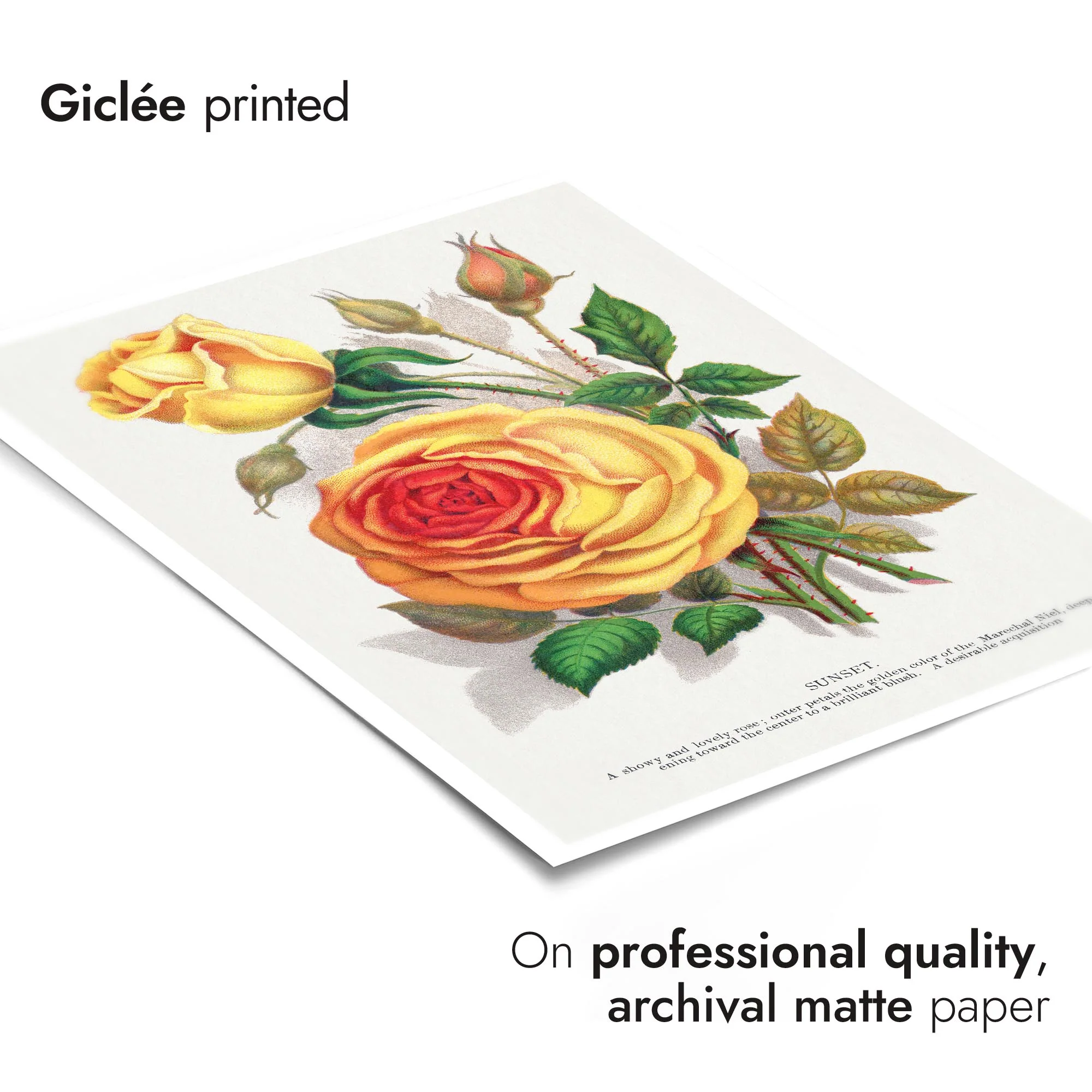 Yellow Sunset Rose - Image 6