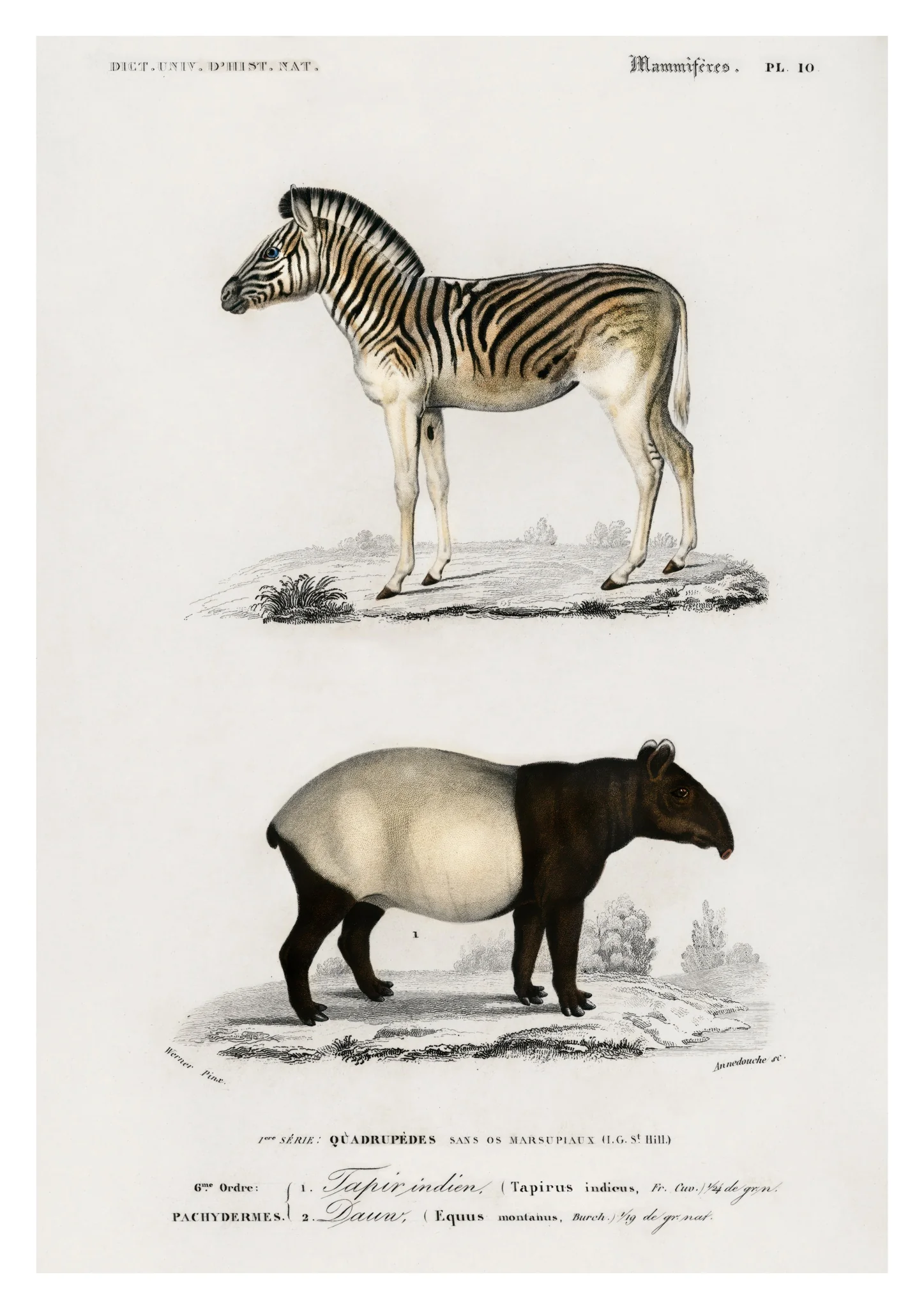Zebra & Tapir