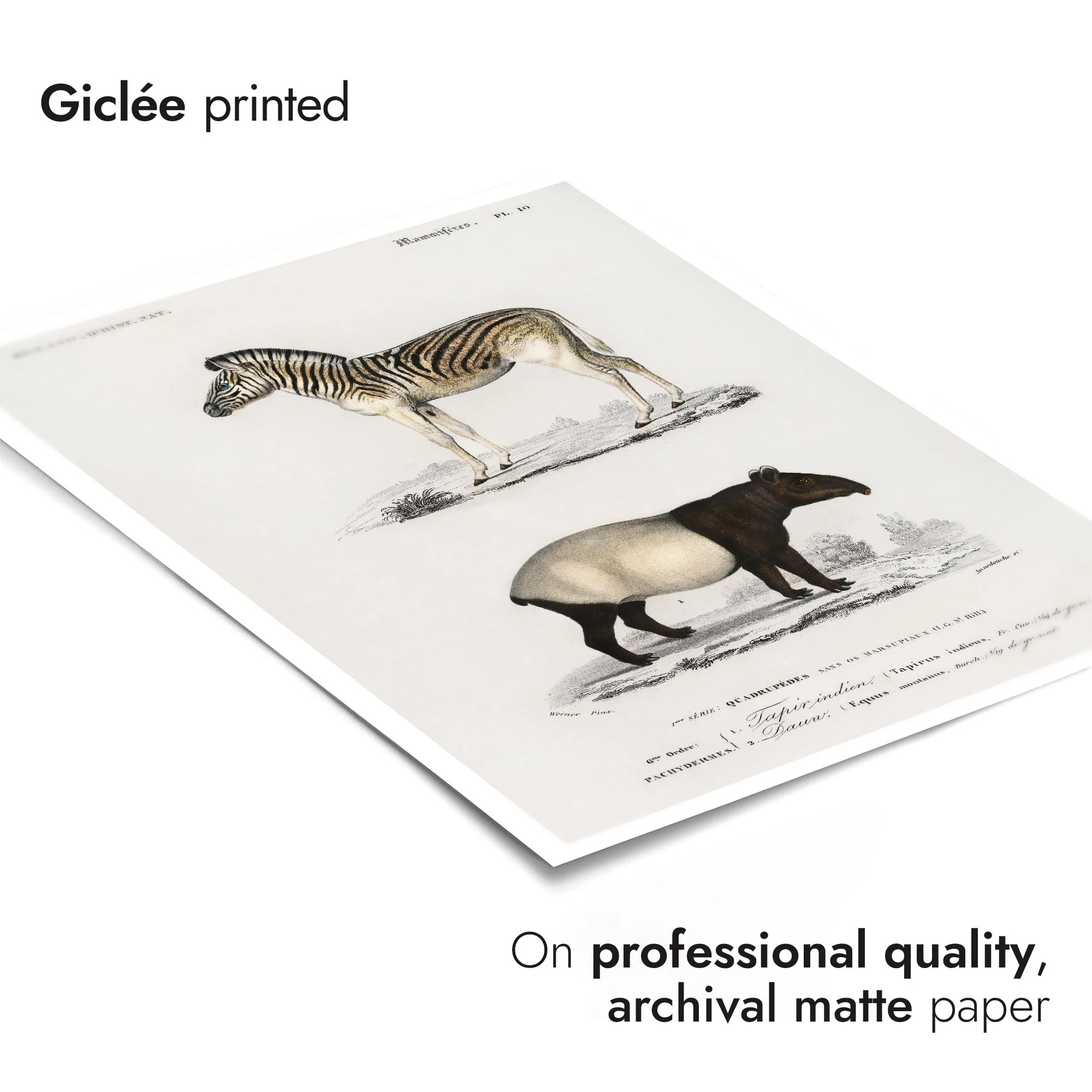 Zebra & Tapir - Image 6